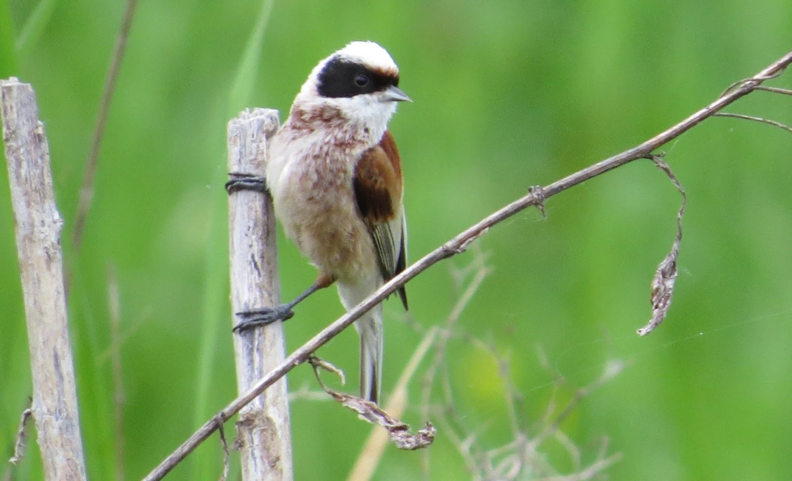 Eurasian Penduline Tit, Poland — photo by Adam Prugel-Bennett