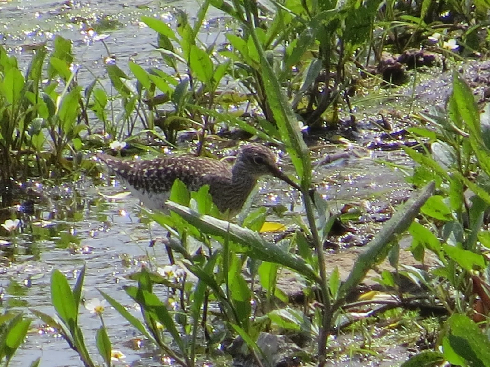 Wood Sandpiper, Poland — photo by Adam Prugel-Bennett