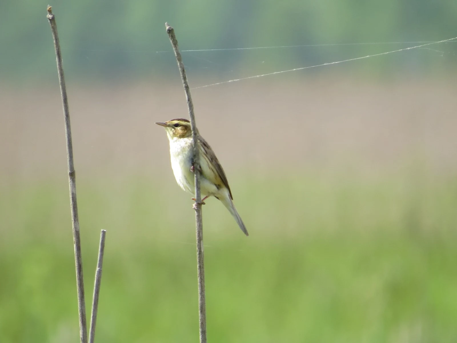 Aquatic Warbler, Poland — photo by Adam Prugel-Bennett