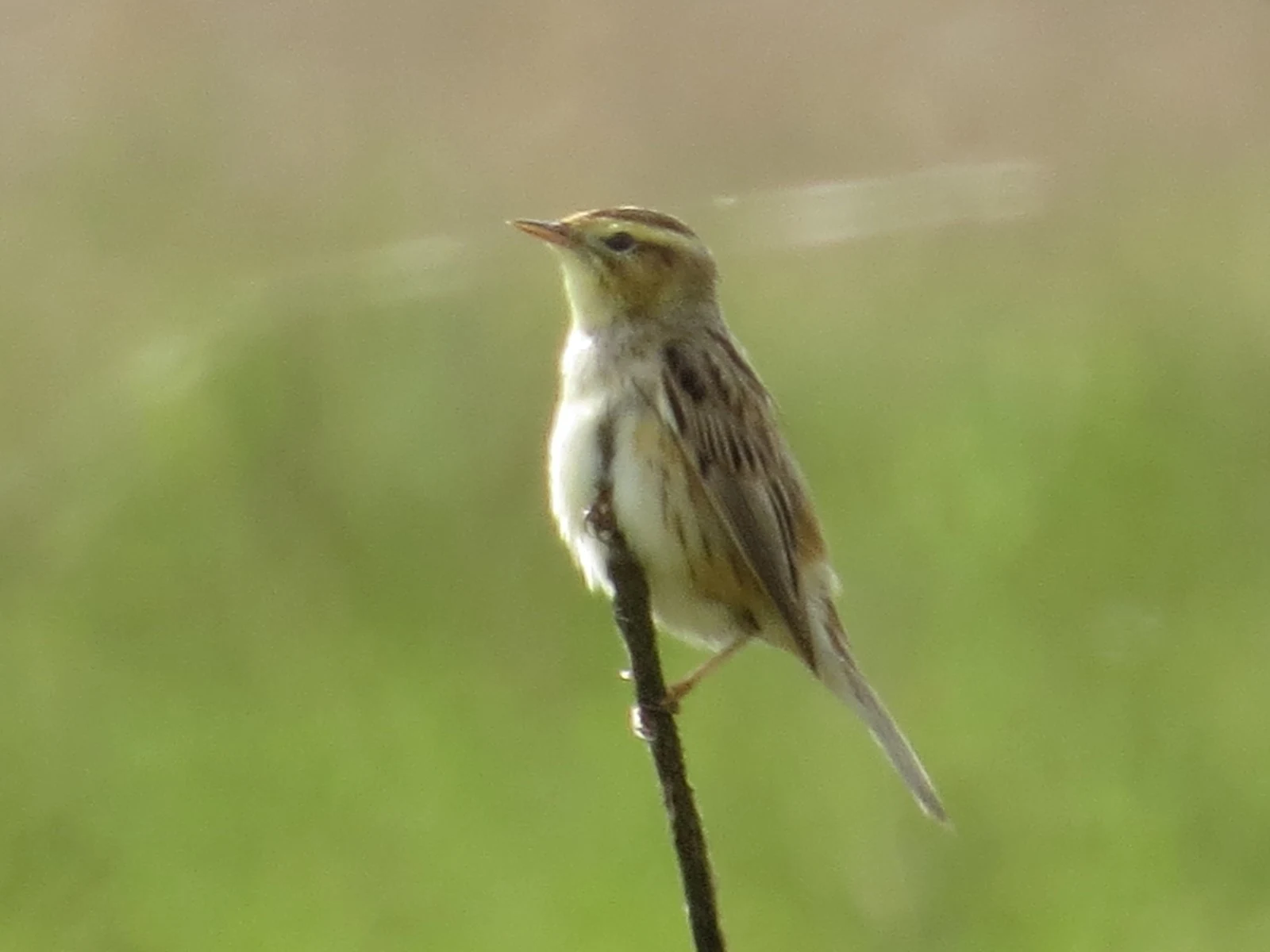 Aquatic Warbler, Poland — photo by Adam Prugel-Bennett