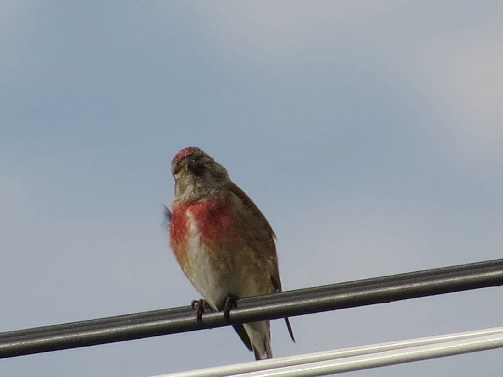 Common Linnet, Poland — photo by Adam Prugel-Bennett