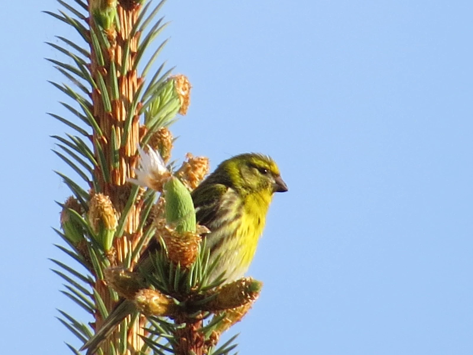 Eurasian Siskin, Poland — photo by Adam Prugel-Bennett