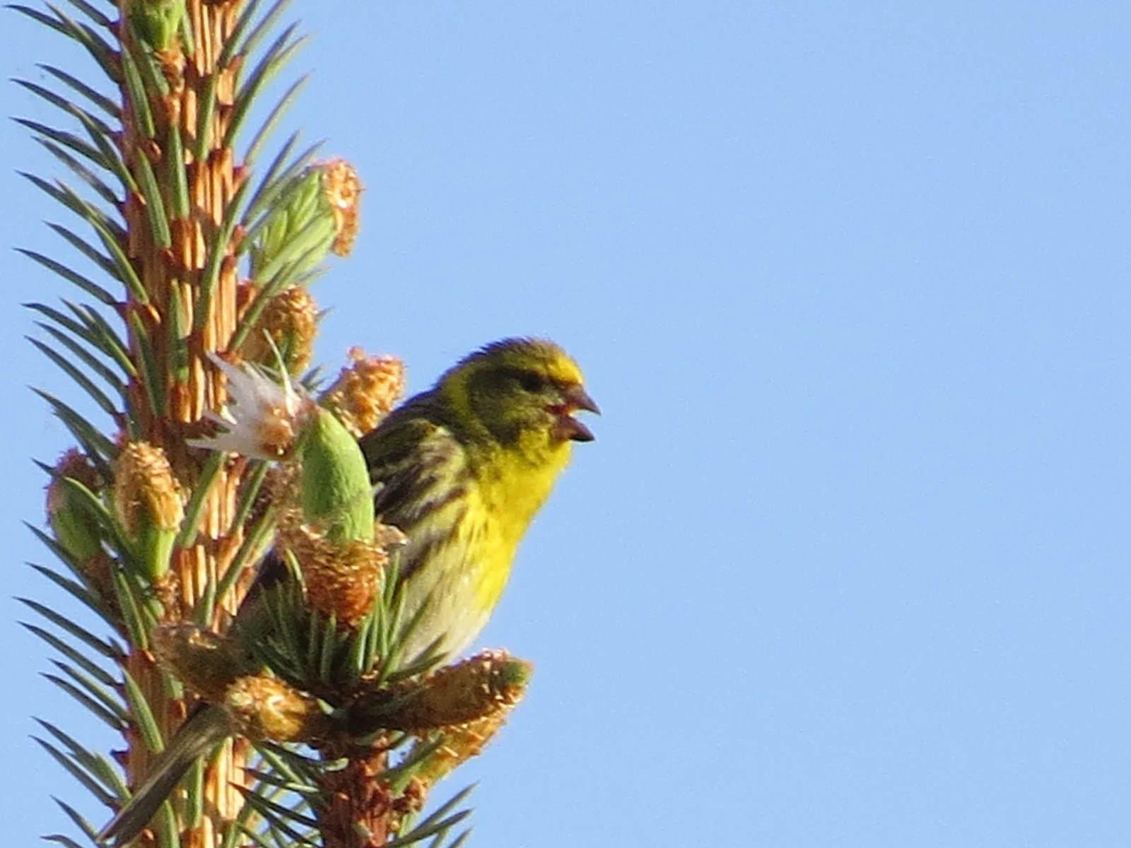 Eurasian Siskin, Poland — photo by Adam Prugel-Bennett