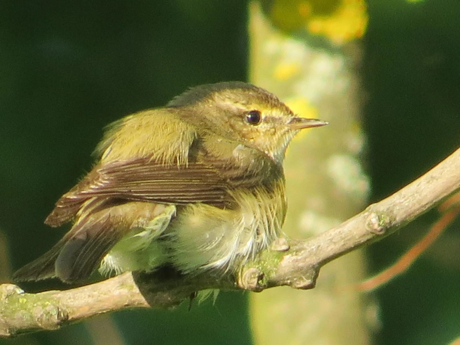 Willow Warbler, Poland — photo by Adam Prugel-Bennett