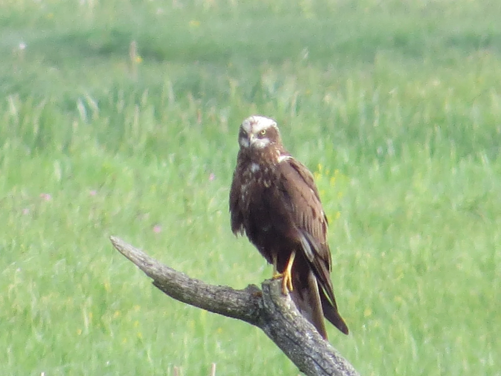Marsh harrier, Poland — photo by Adam Prugel-Bennett