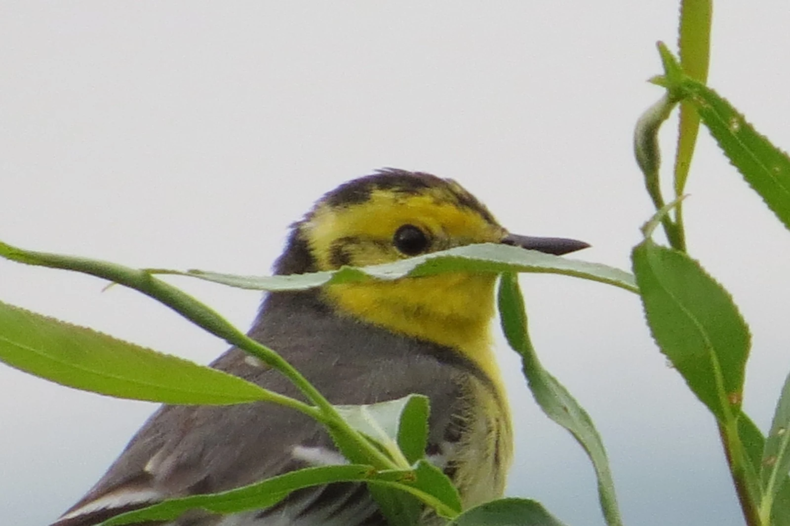 Citrine Wagtail, Poland — photo by Adam Prugel-Bennett