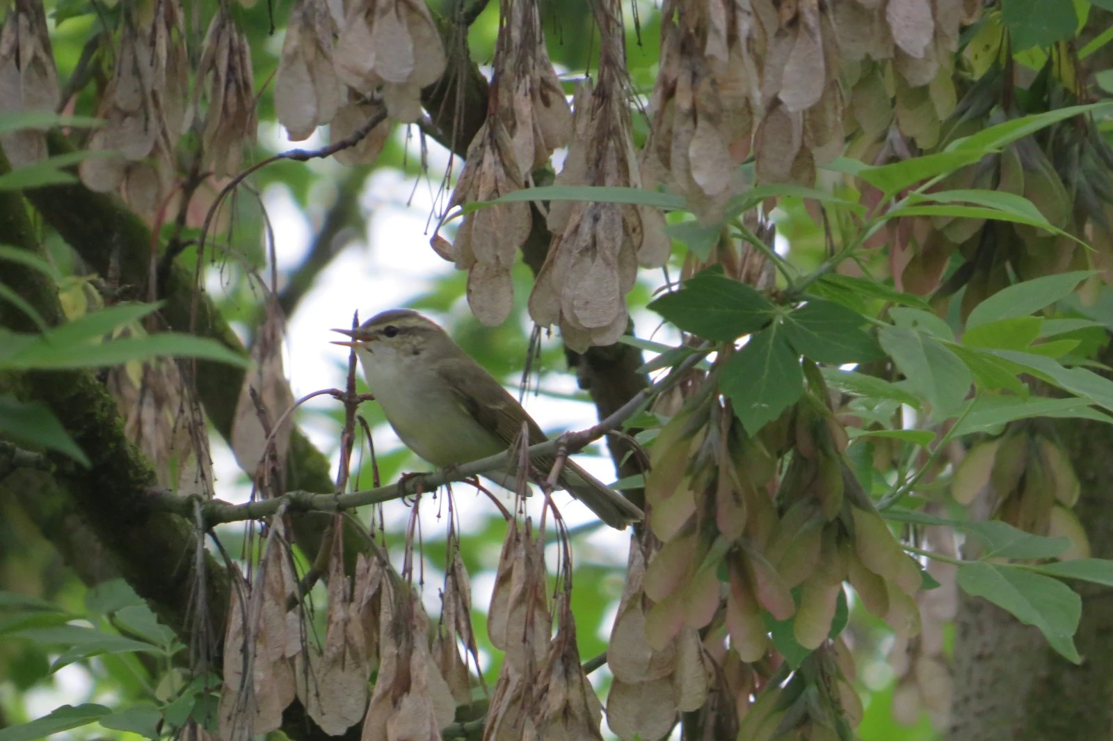 Willow Warbler, Poland — photo by Adam Prugel-Bennett
