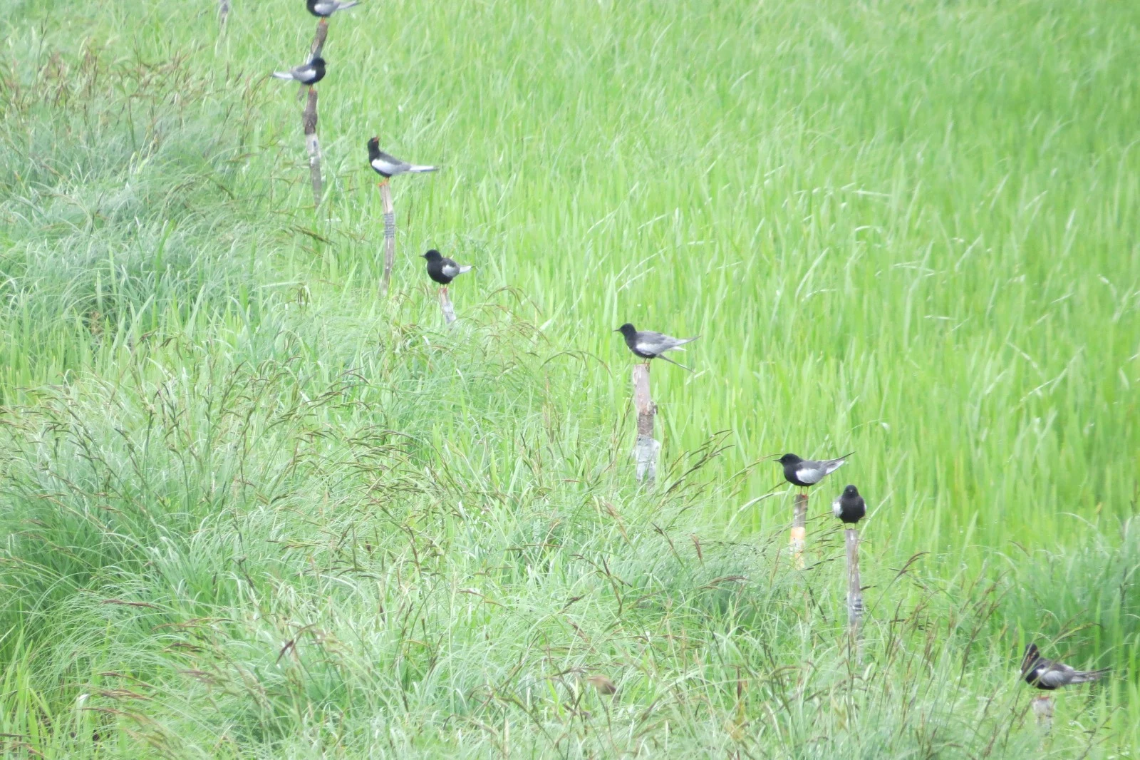 Black terns, Poland — photo by Adam Prugel-Bennett