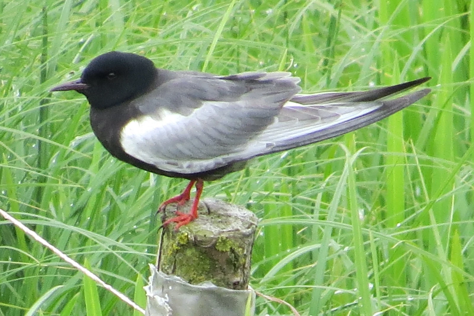Black tern, Poland — photo by Adam Prugel-Bennett