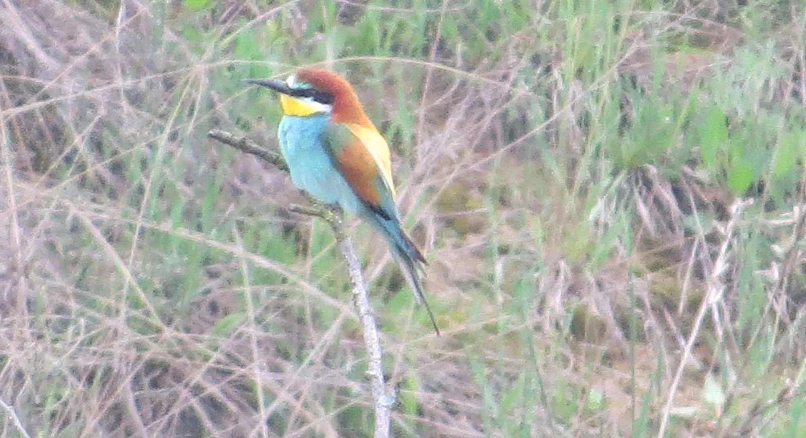 European Bee-eater, Poland — photo by Adam Prugel-Bennett