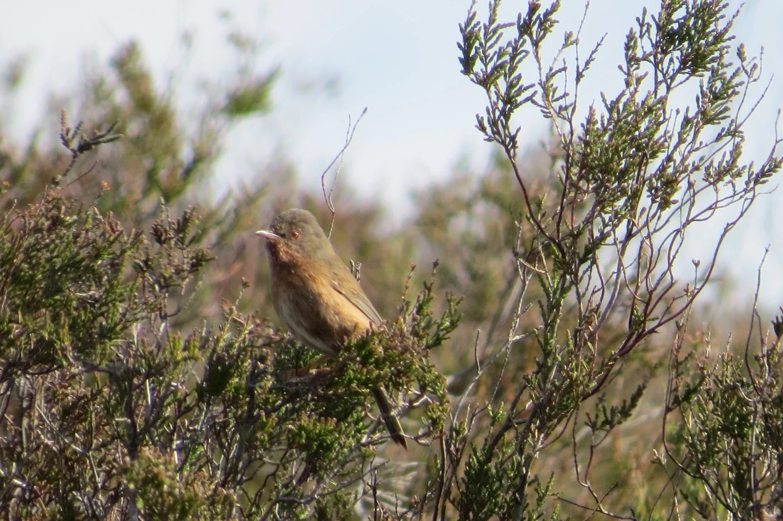 Dartford Warbler, UK — photo by Adam Prugel-Bennett