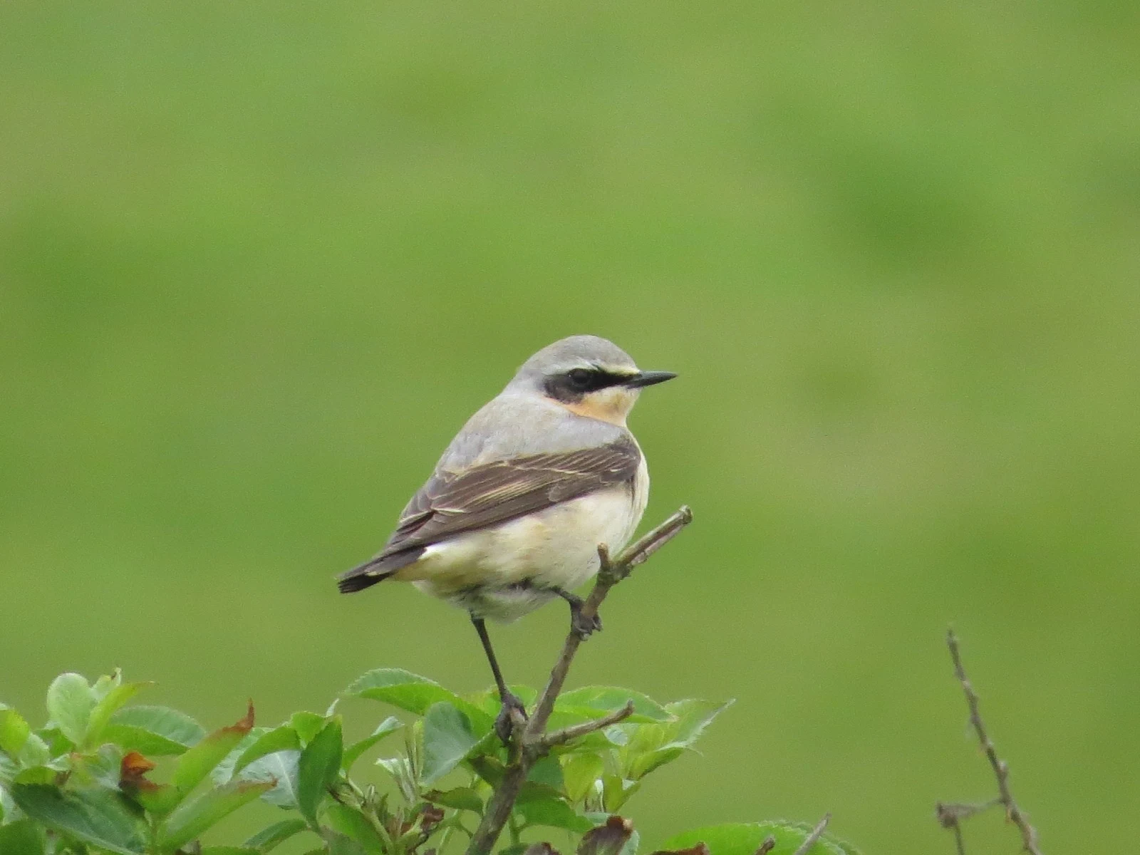 Northern Wheatear — photo by Adam Prugel-Bennett