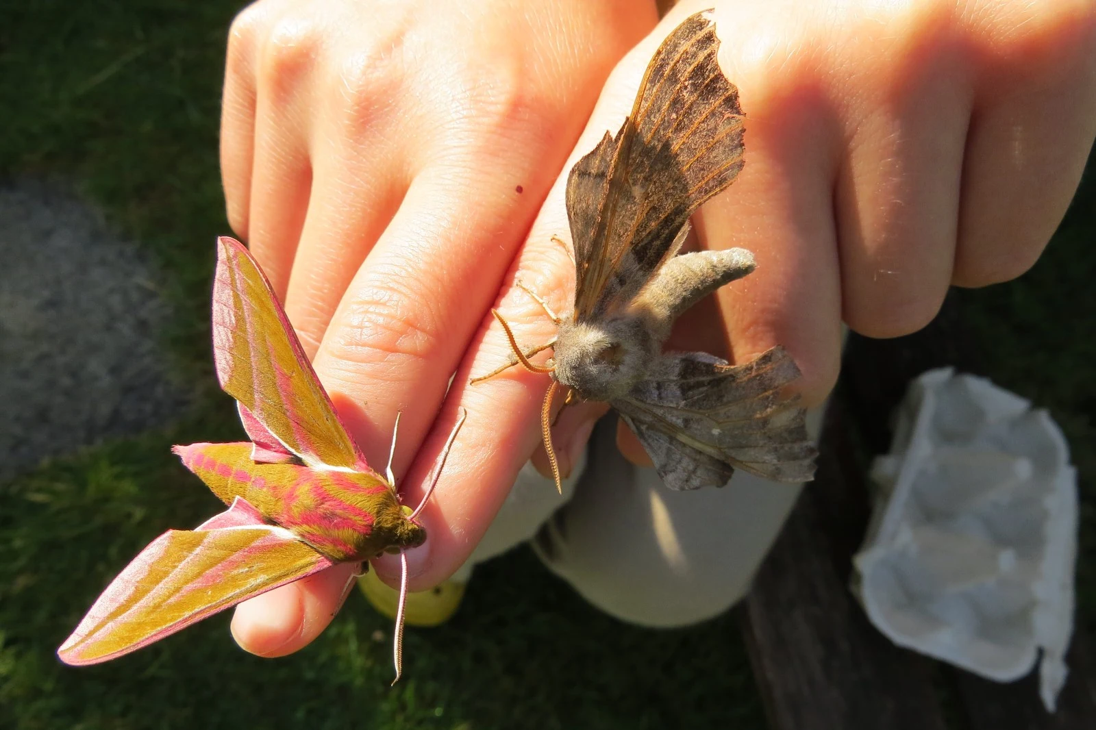 Elephant Hawk-moth and Poplar Hawk-moth, Eling, Hampshire, UK — photo by Adam Prugel-Bennett