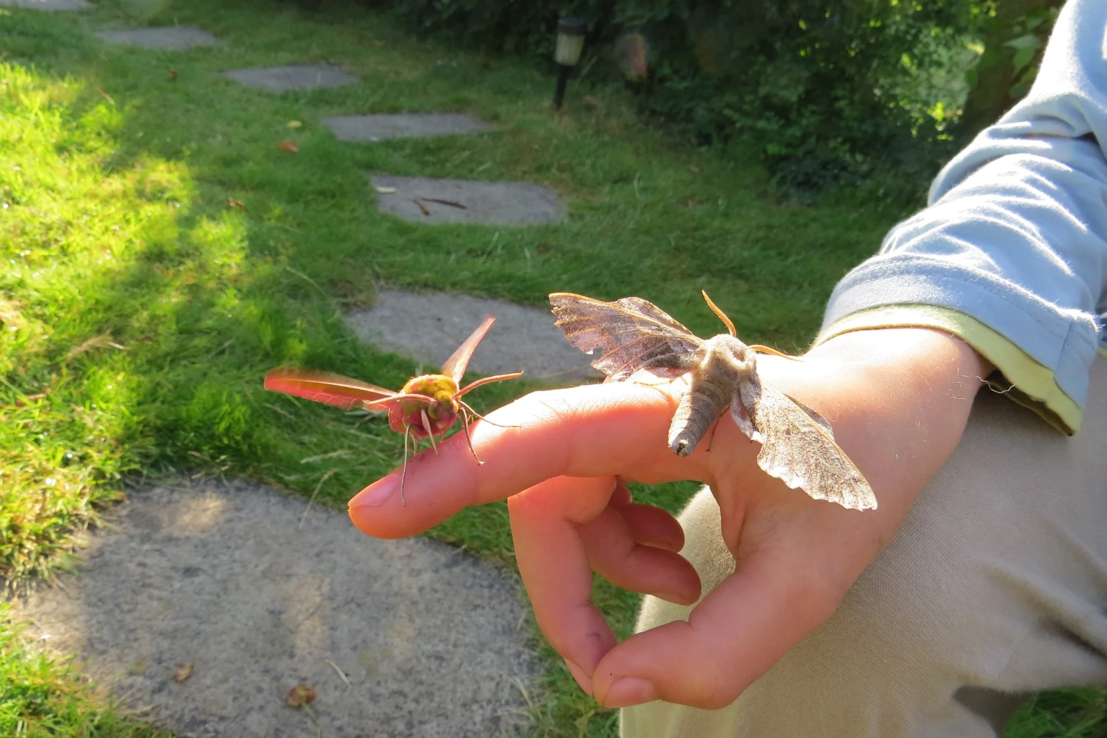 Elephant Hawk-moth and Poplar Hawk-moth on hand, Eling, Hampshire, UK — photo by Adam Prugel-Bennett