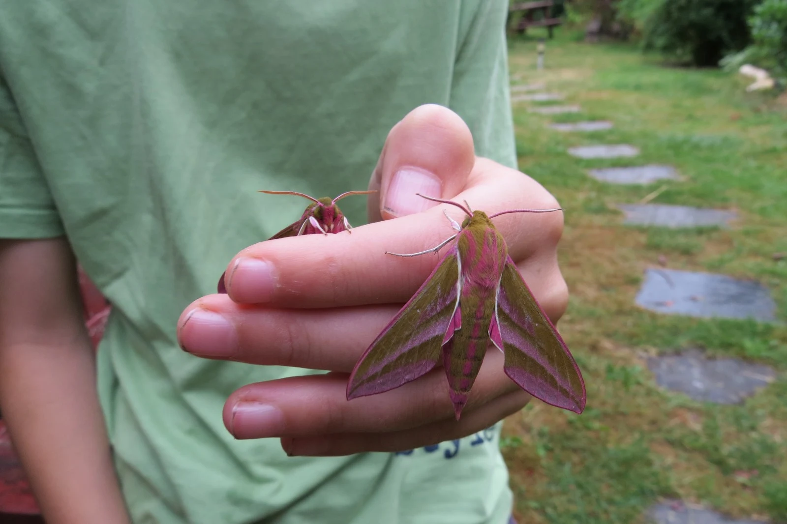 Elephant Hawk-moth, Eling, Hampshire, UK — photo by Adam Prugel-Bennett