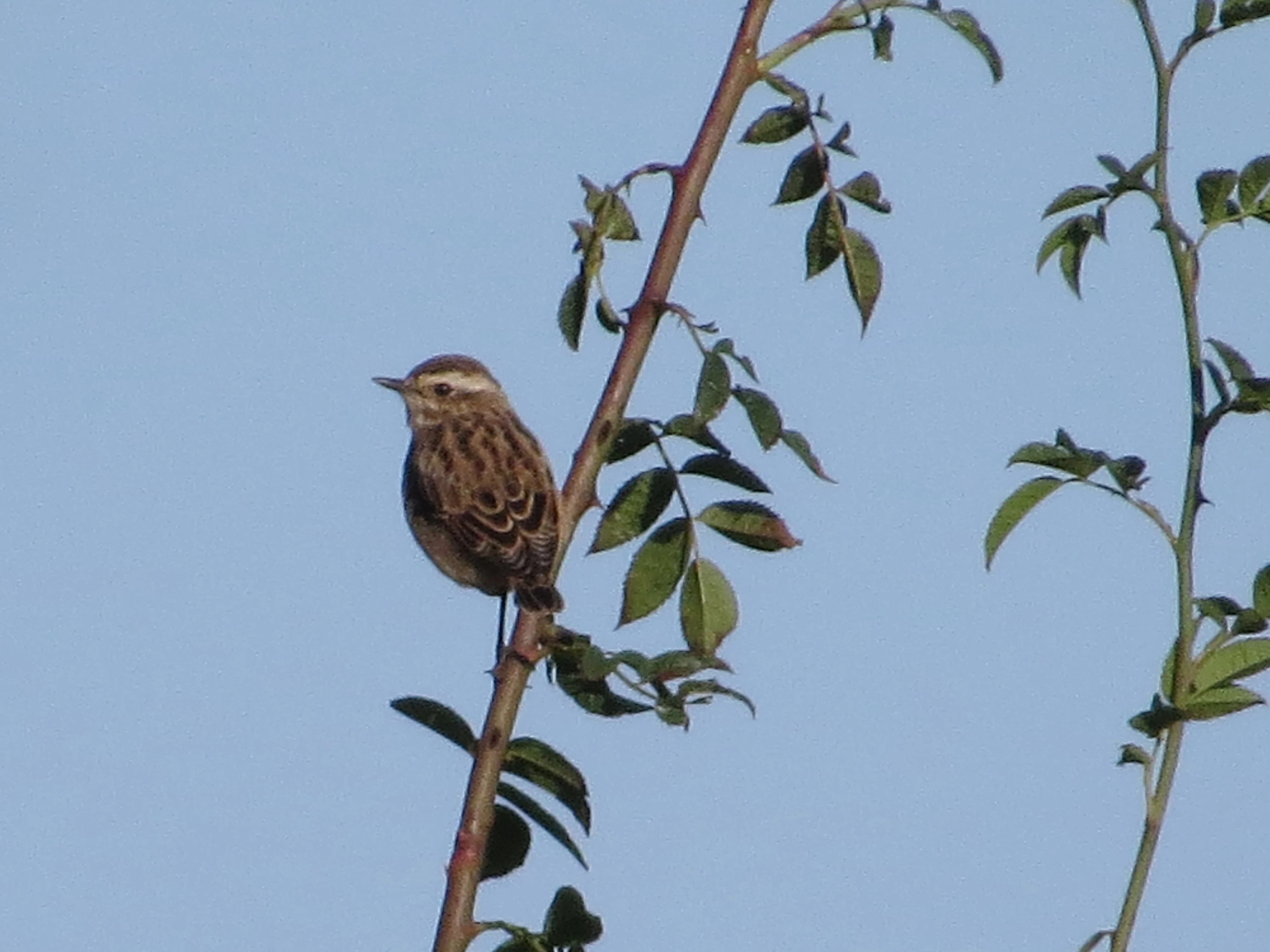 Winchat, Lower Test, Totton, New Forest, UK — photo by Adam Prugel-Bennett