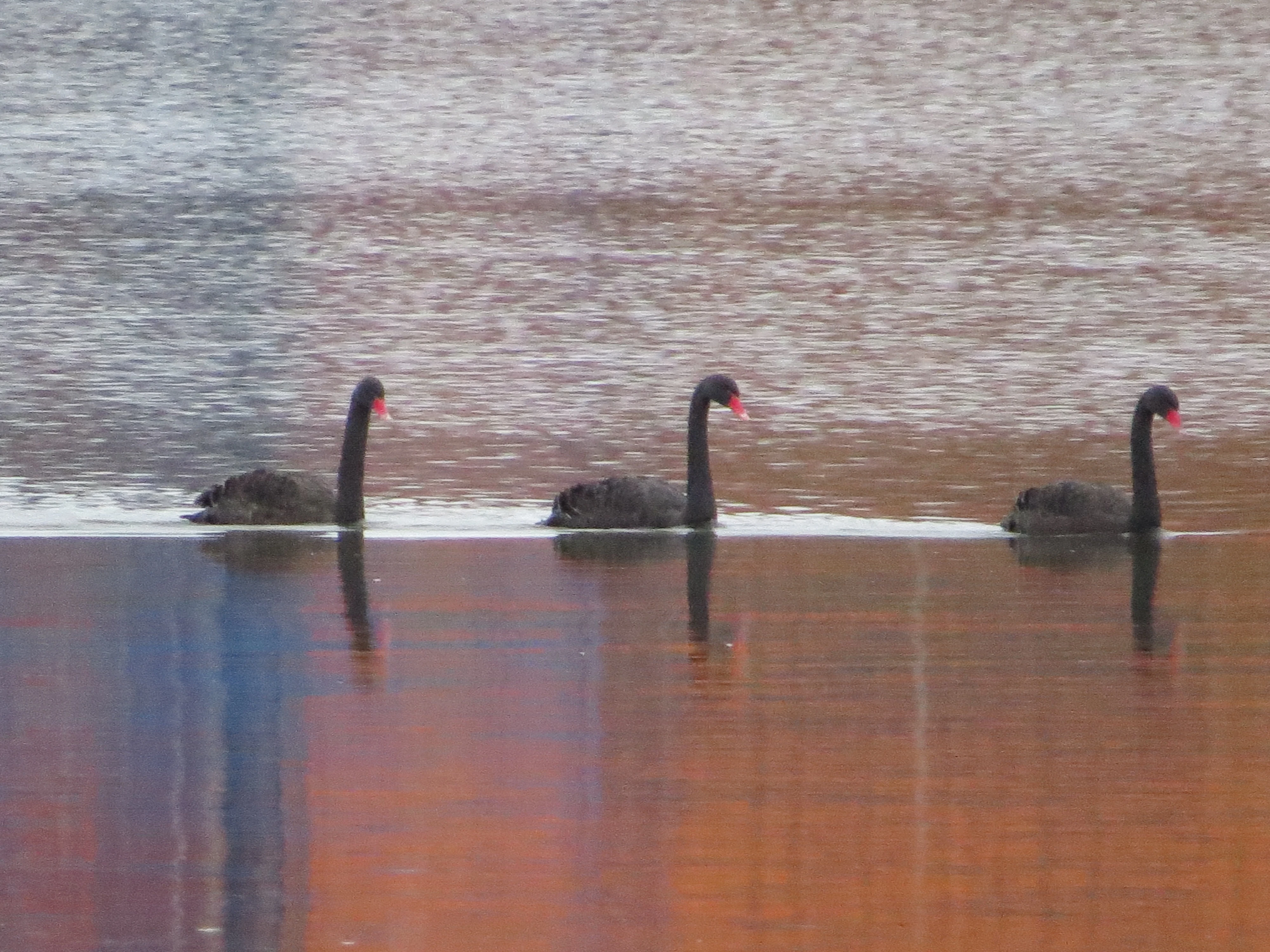 Black Swan, Eling Great Marsh, Totton, New Forest, UK — photo by Adam Prugel-Bennett