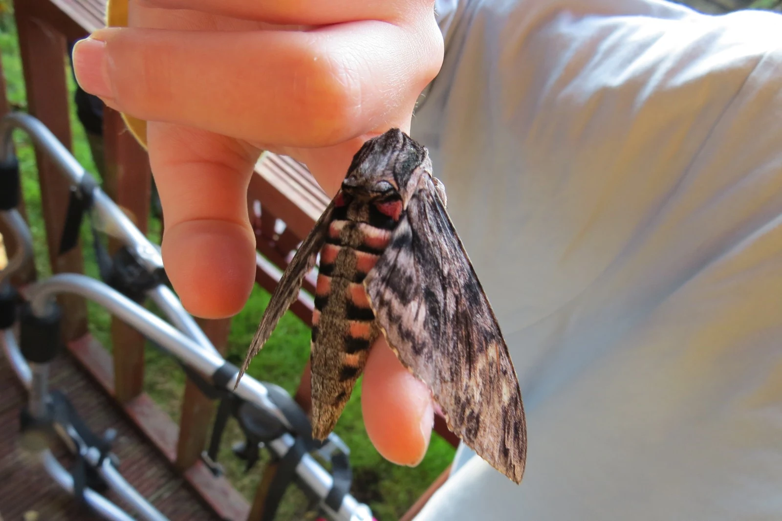 Convolvulus Hawk Moth, Eling, Hampshire, UK — photo by Adam Prugel-Bennett