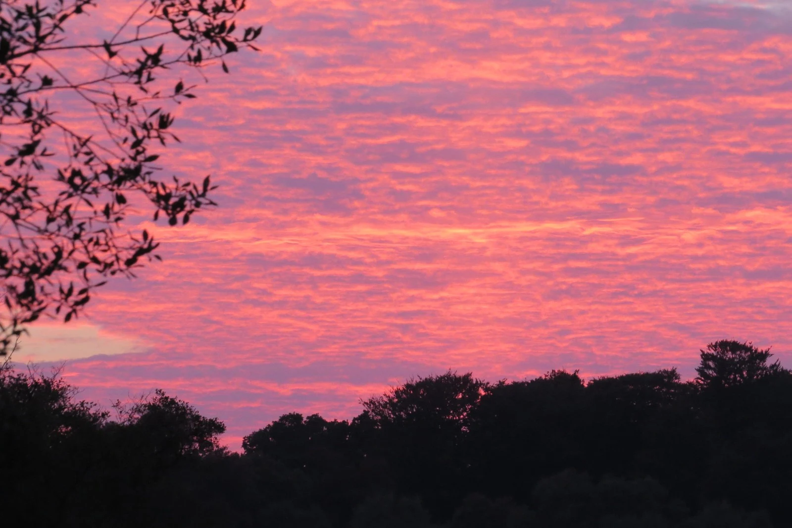 Sunset behind trees, Eling, Hampshire, UK — photo by Adam Prugel-Bennett