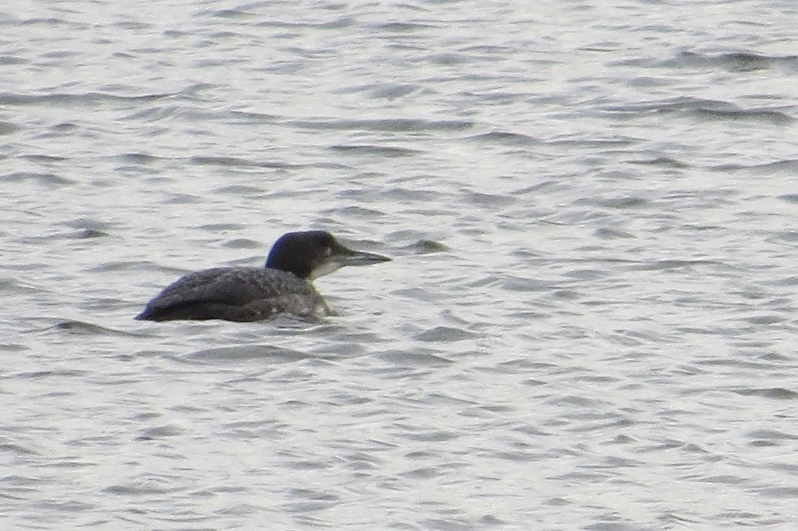 Great Northern Diver, Eling Great Marsh, UK — photo by Adam Prugel-Bennett