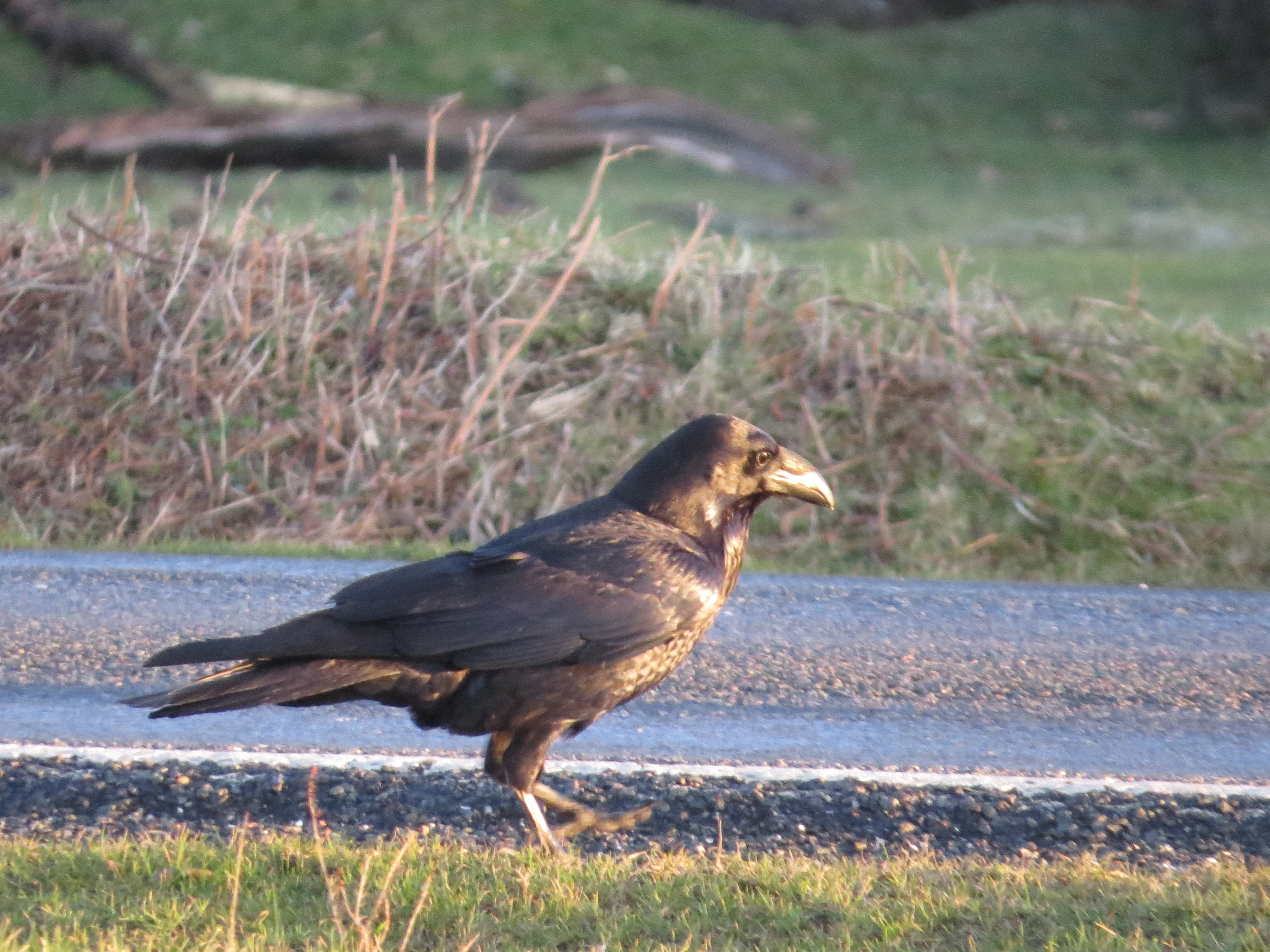 Raven, Franchises Lodge, New Forest, UK — photo by Adam Prugel-Bennett