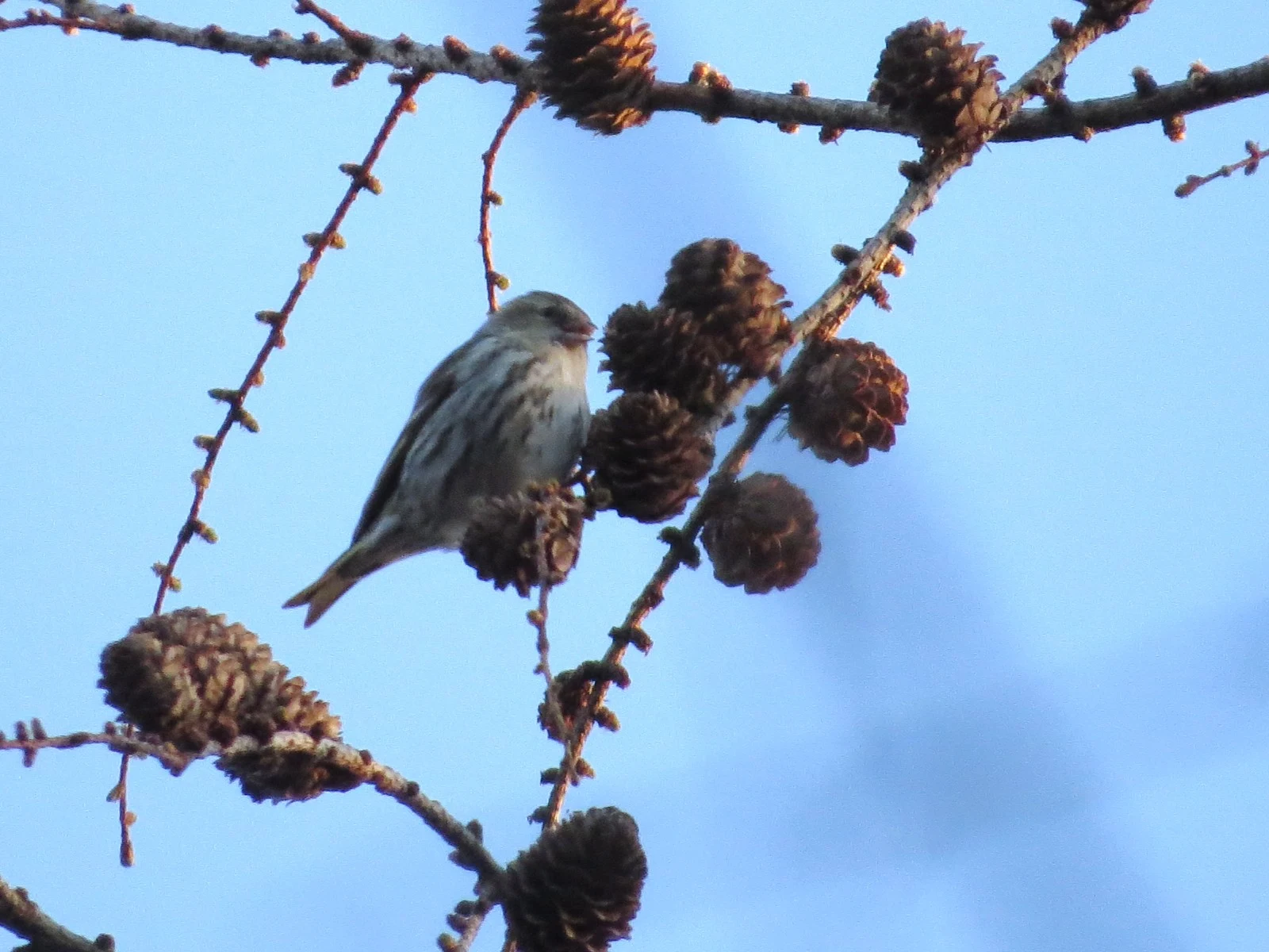 Common Redpoll on larch branch — photo by Adam Prugel-Bennett