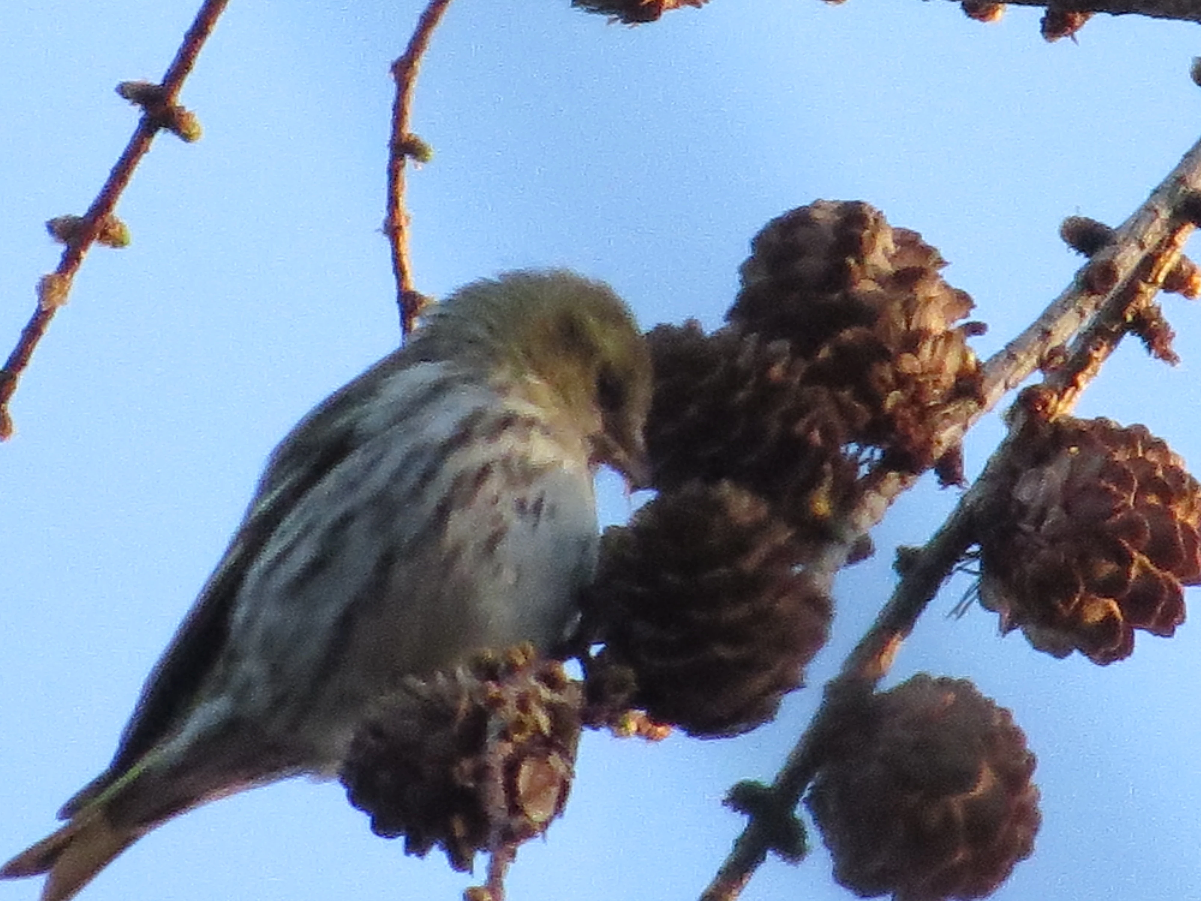Redpoll, Franchises Lodge, New Forest, UK — photo by Adam Prugel-Bennett