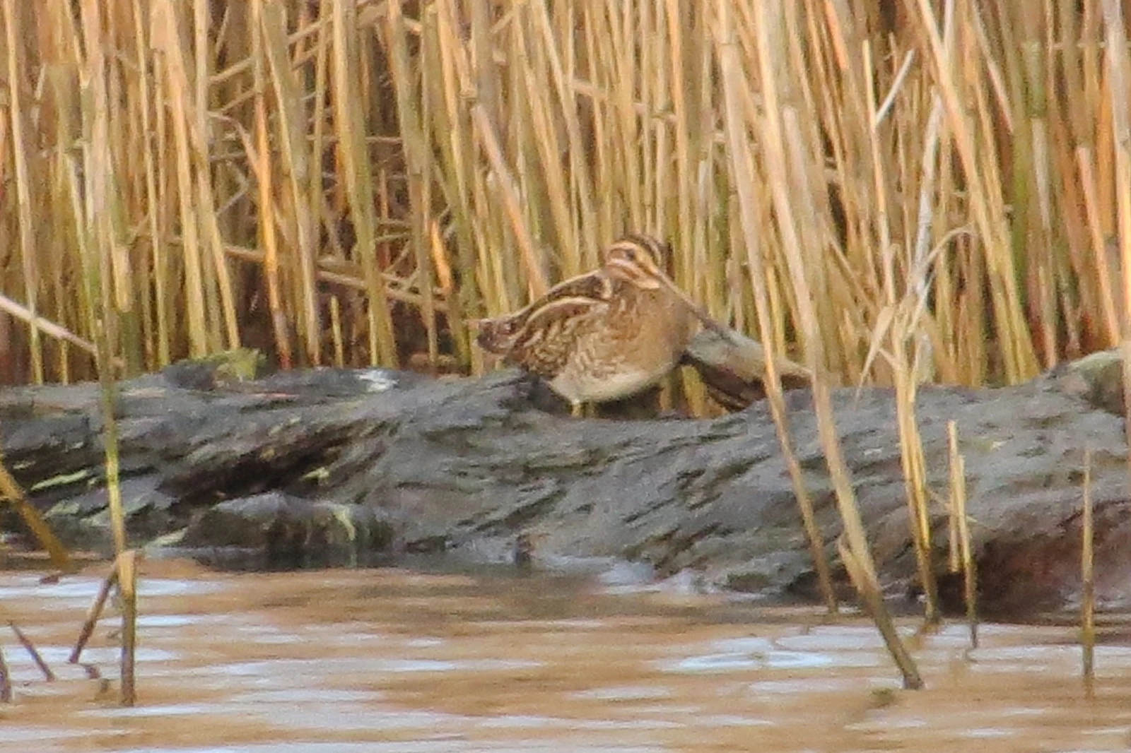 Common snipe, Lower Test, UK — photo by Adam Prugel-Bennett