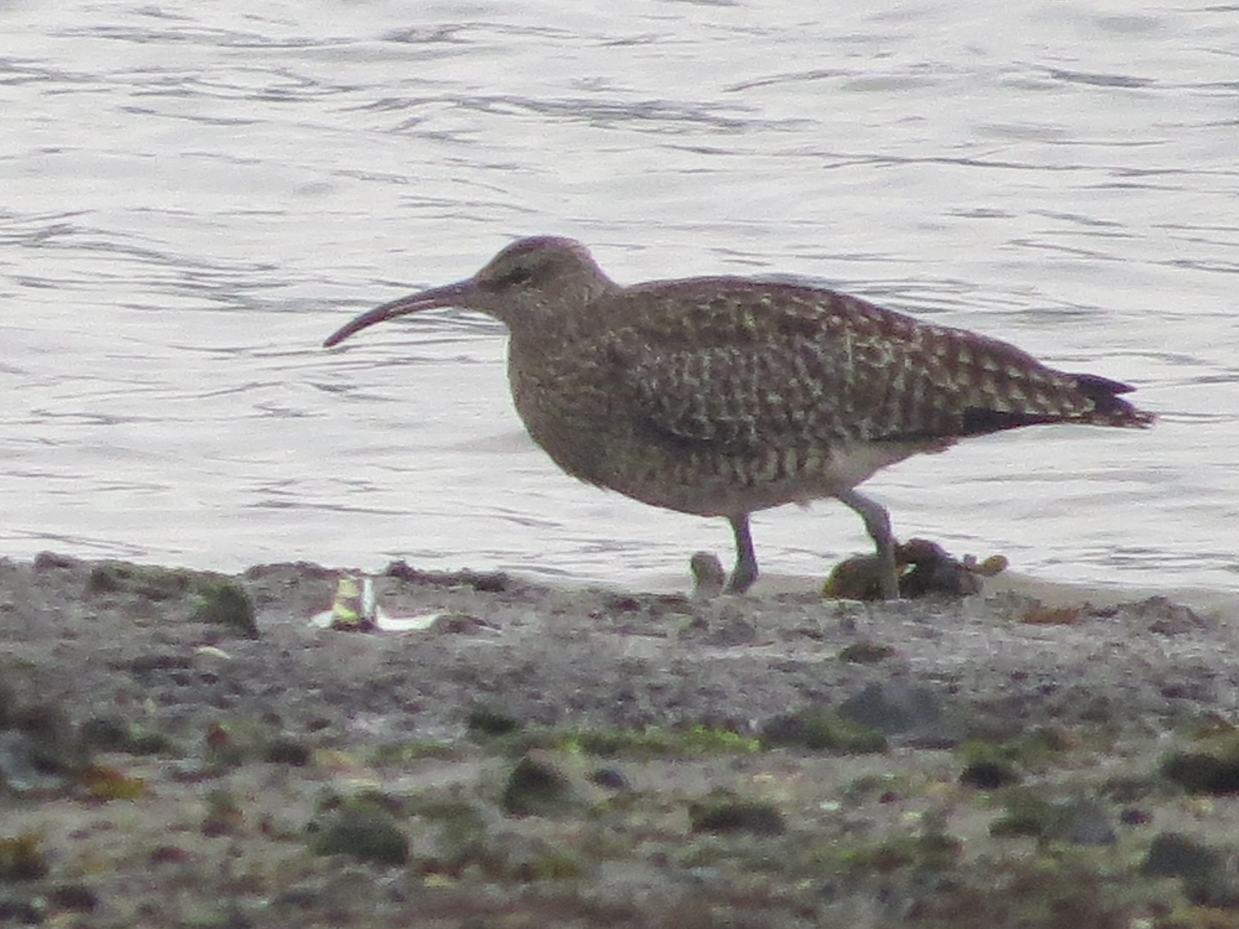 Wimbrel, Eling Great Marsh, Totton, New Forest, UK — photo by Adam Prugel-Bennett