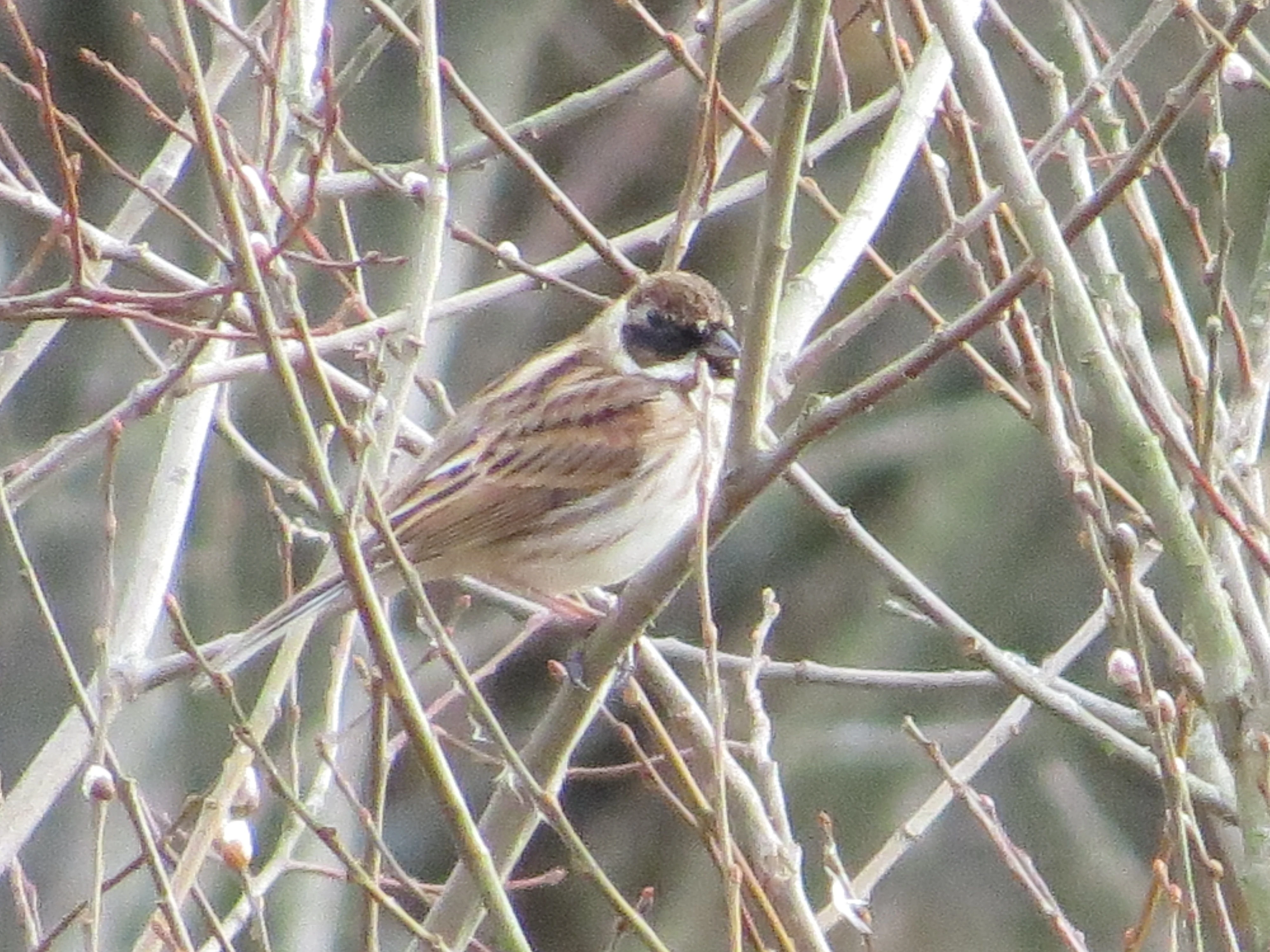Reed Bunting, Blashford Lakes, Ringwood, Hampshire, UK — photo by Adam Prugel-Bennett