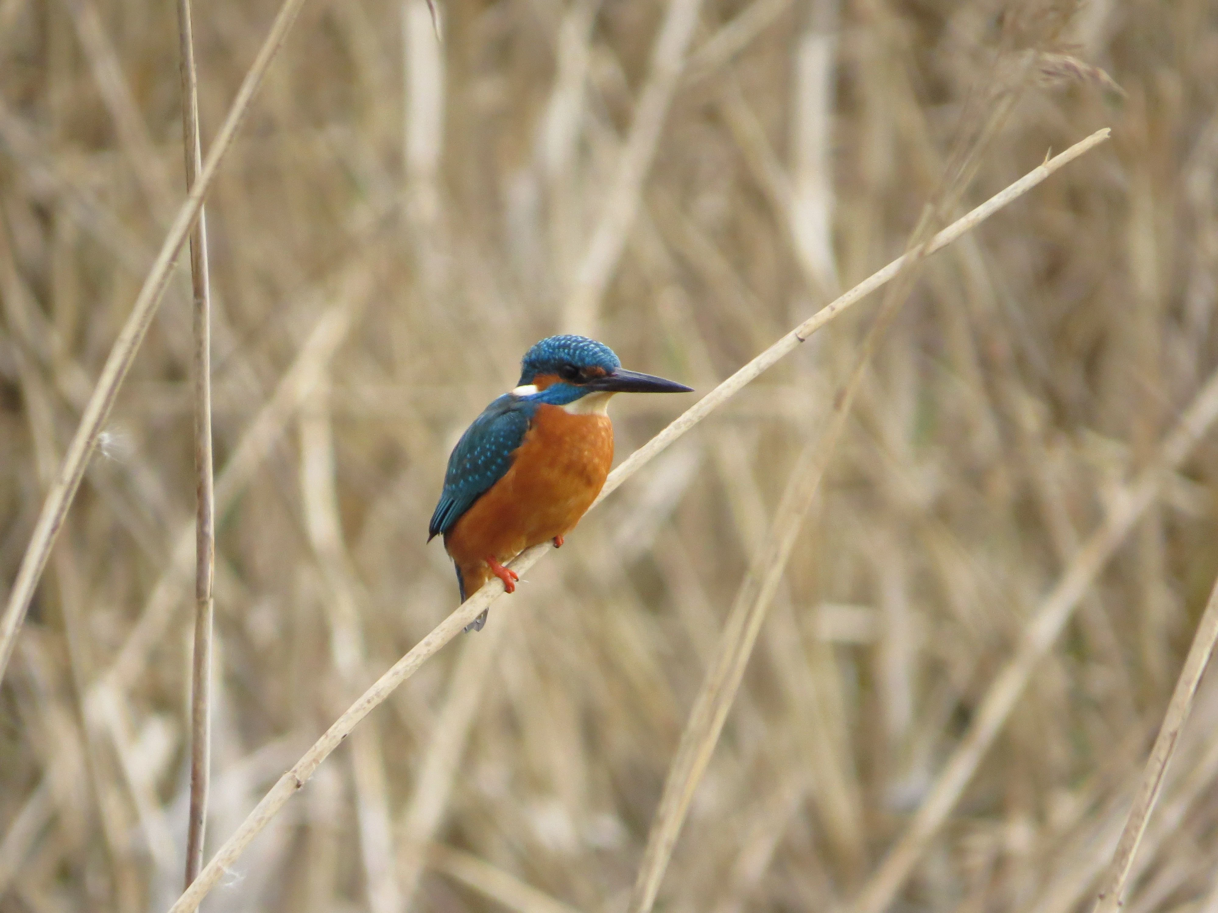 Kingfisher, Blashford Lakes, Ringwood, Hampshire, UK — photo by Adam Prugel-Bennett