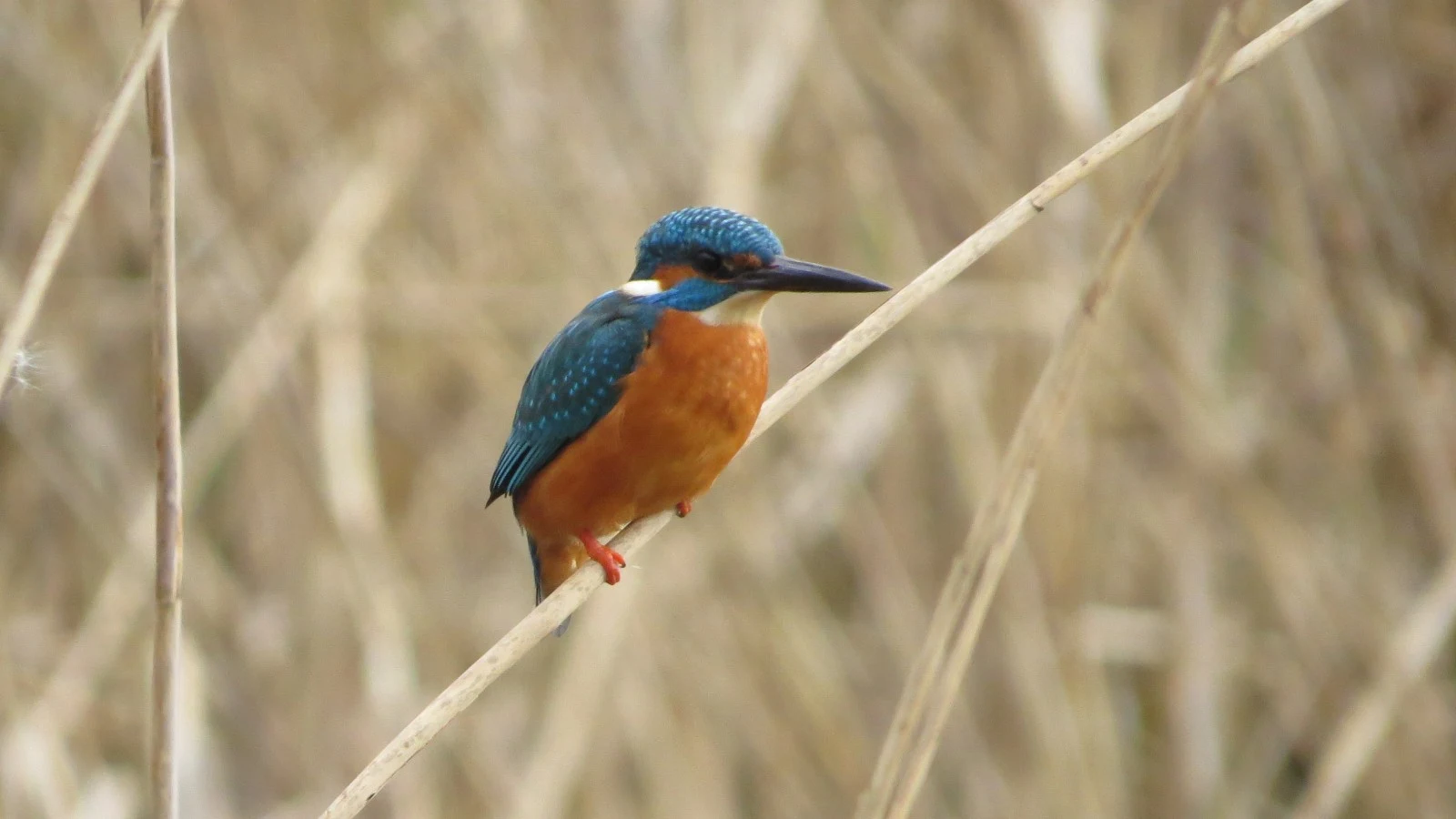 Common Kingfisher — photo by Adam Prugel-Bennett