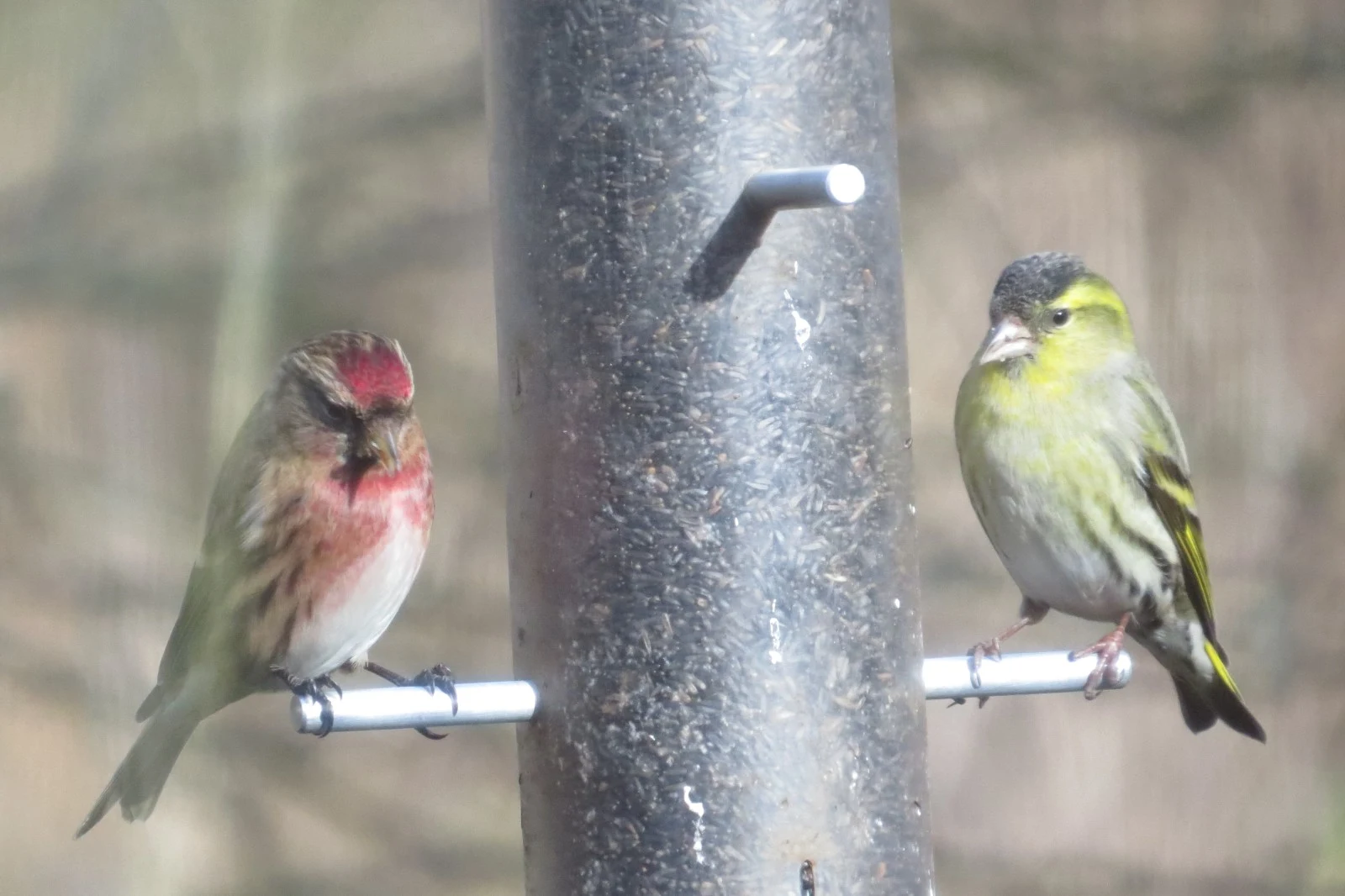Lesser Redpoll and Eurasian Siskin on bird feeder, UK — photo by Adam Prugel-Bennett