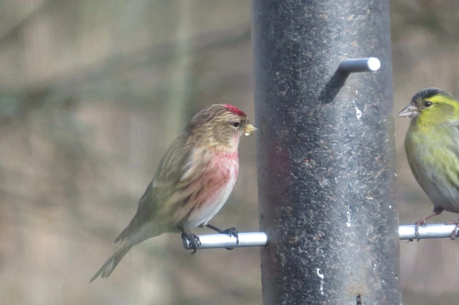 Lesser Redpoll and Eurasian Siskin at bird feeder, UK — photo by Adam Prugel-Bennett