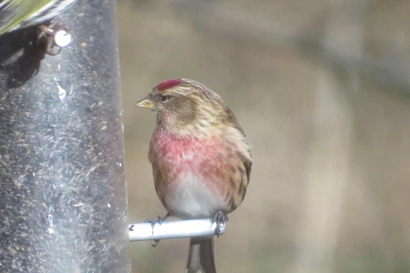 Lesser Redpoll, UK — photo by Adam Prugel-Bennett