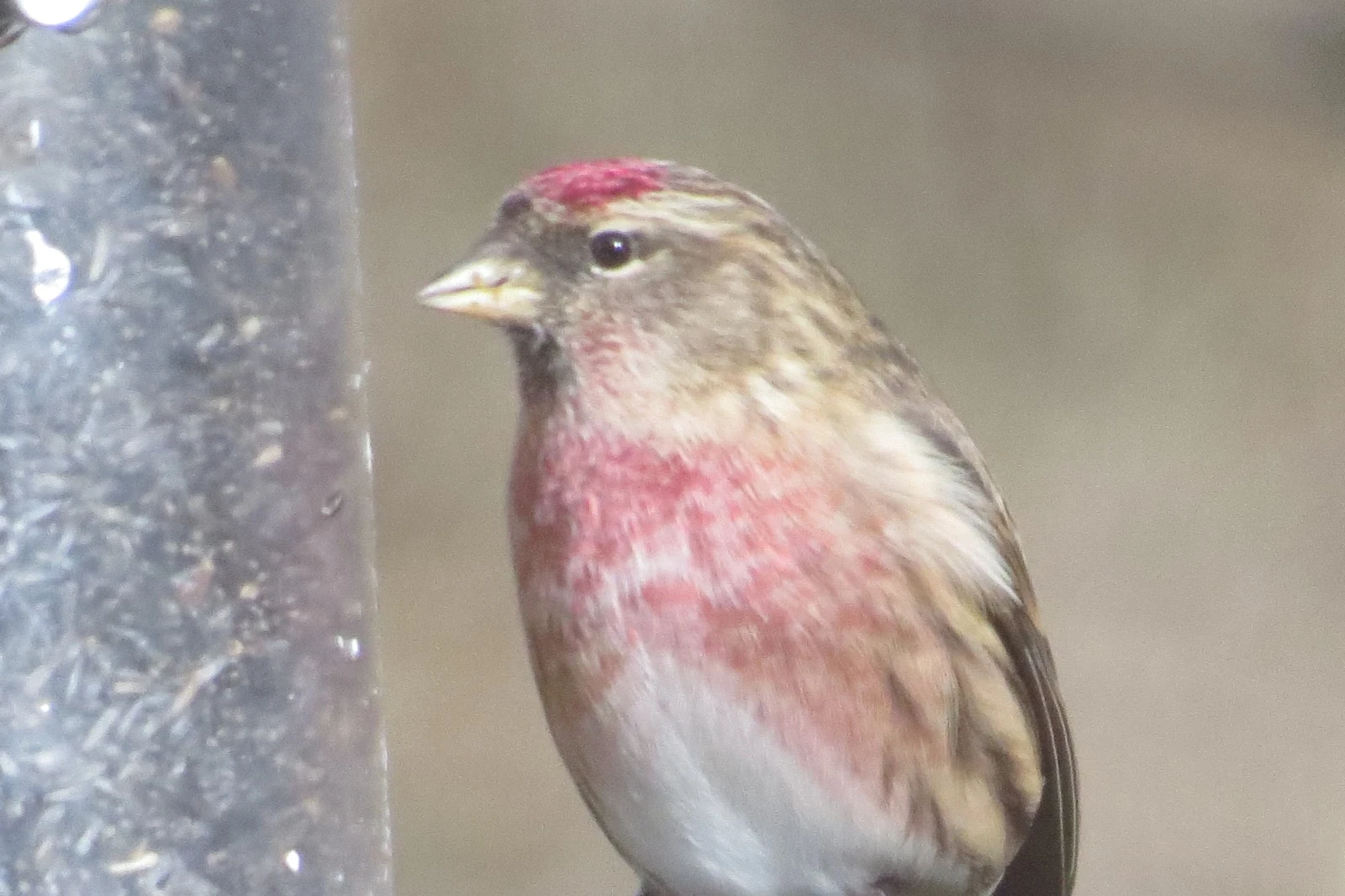 Lesser Redpoll, UK — photo by Adam Prugel-Bennett