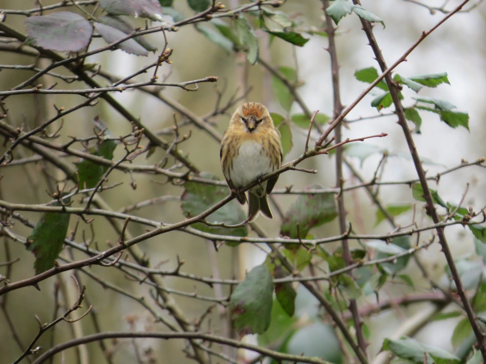 Redpoll — photo by Adam Prugel-Bennett