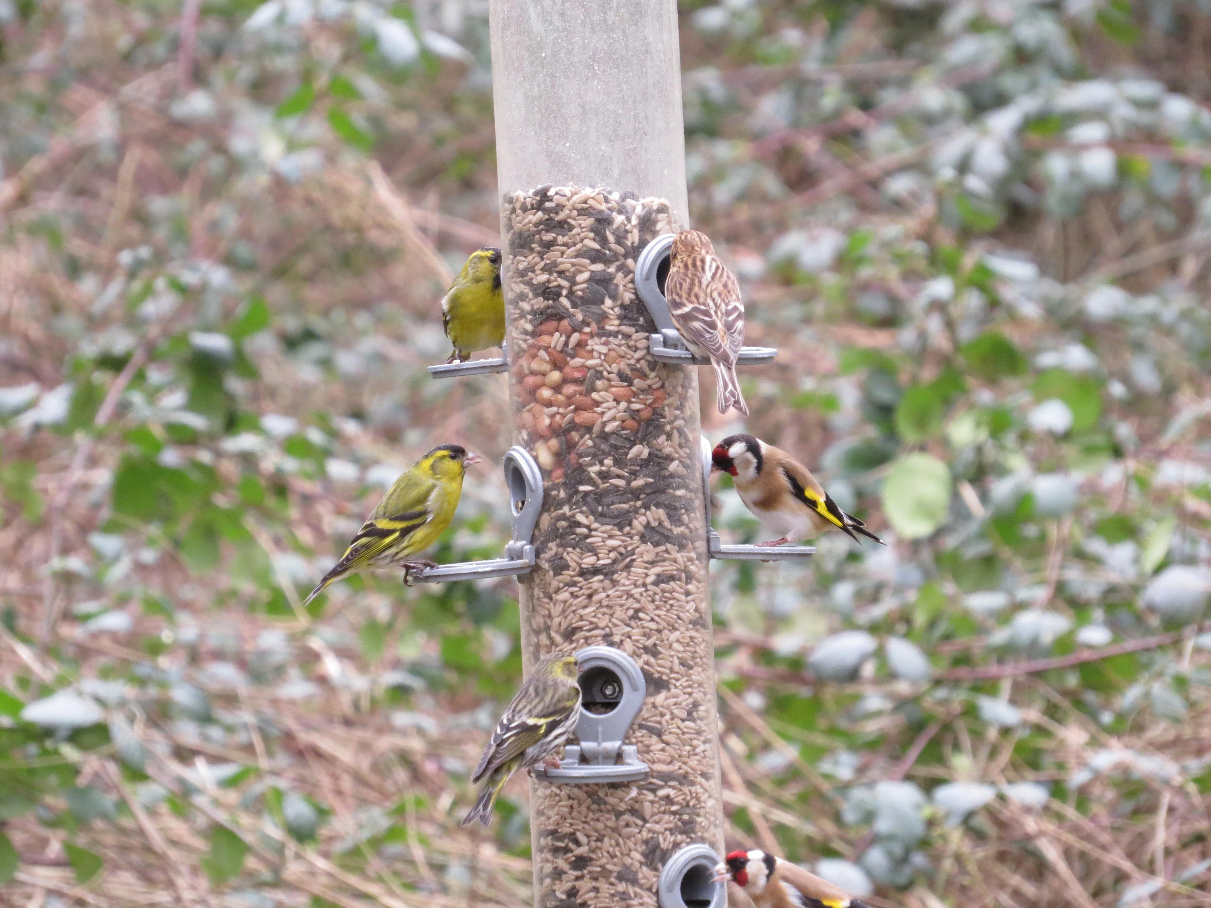 Finches, Blashford Lakes, Ringwood, Hampshire, UK — photo by Adam Prugel-Bennett