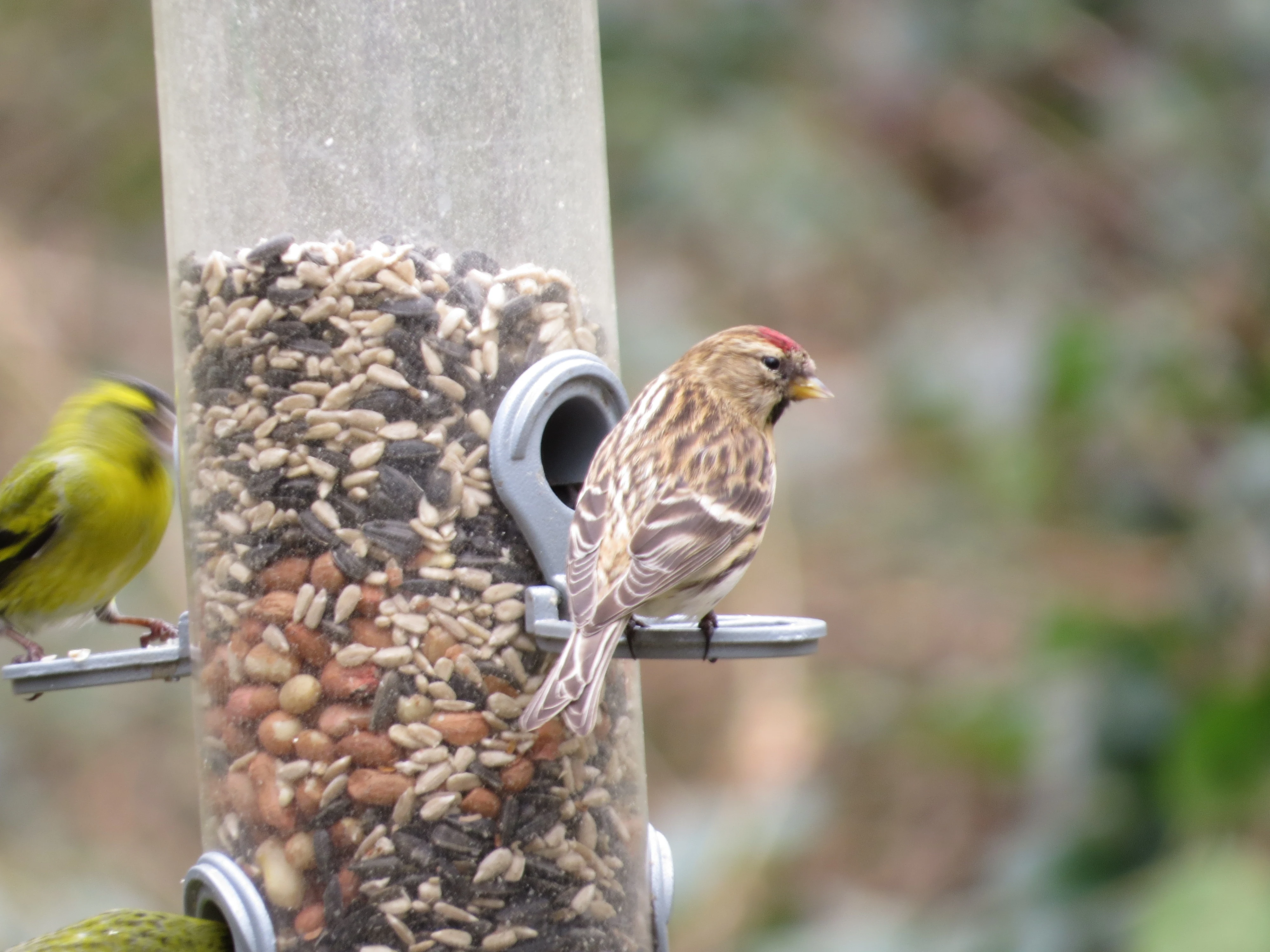 Redpoll, Blashford Lakes, Ringwood, Hampshire, UK — photo by Adam Prugel-Bennett
