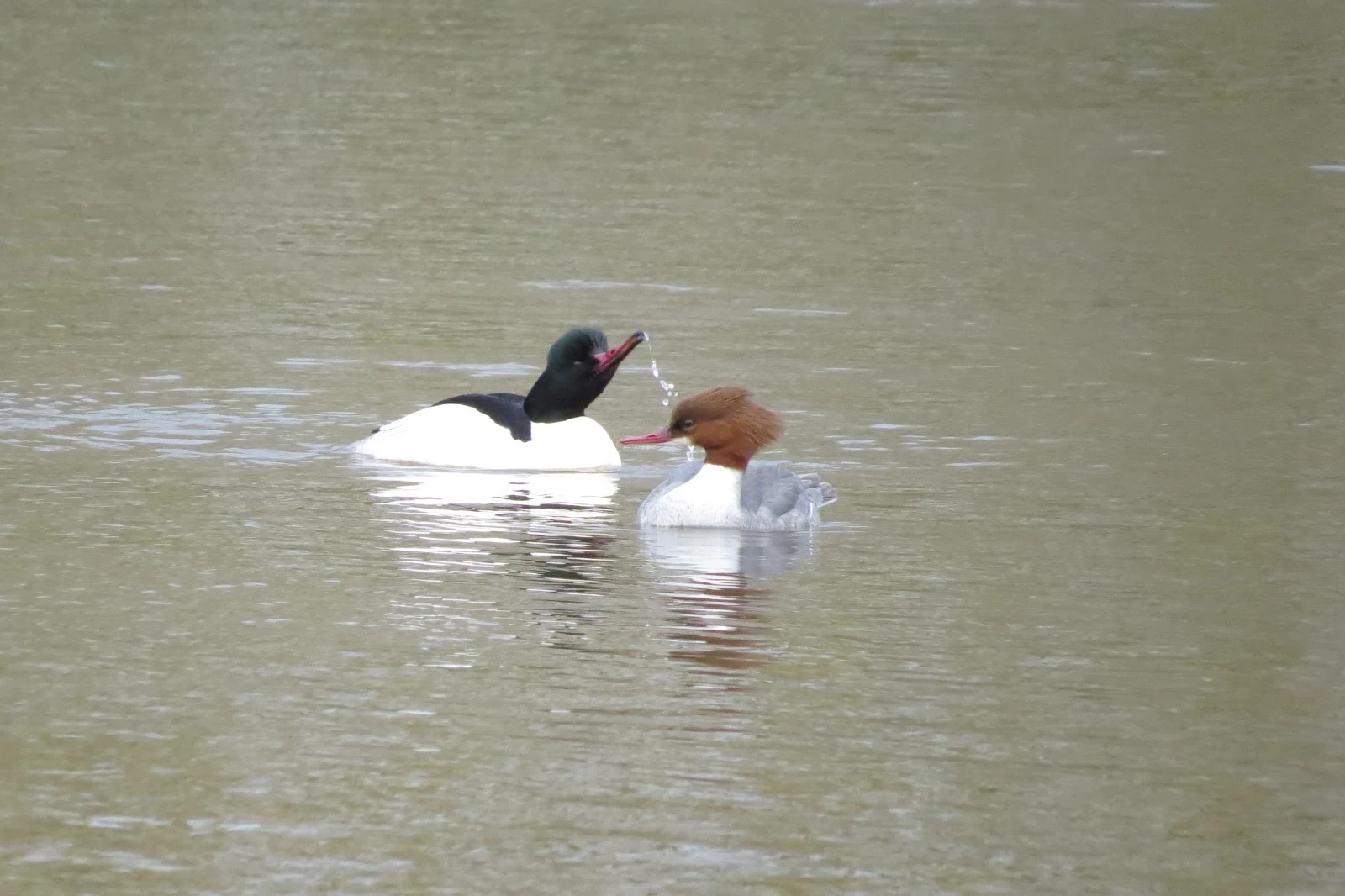 Common Merganser pair, UK — photo by Adam Prugel-Bennett