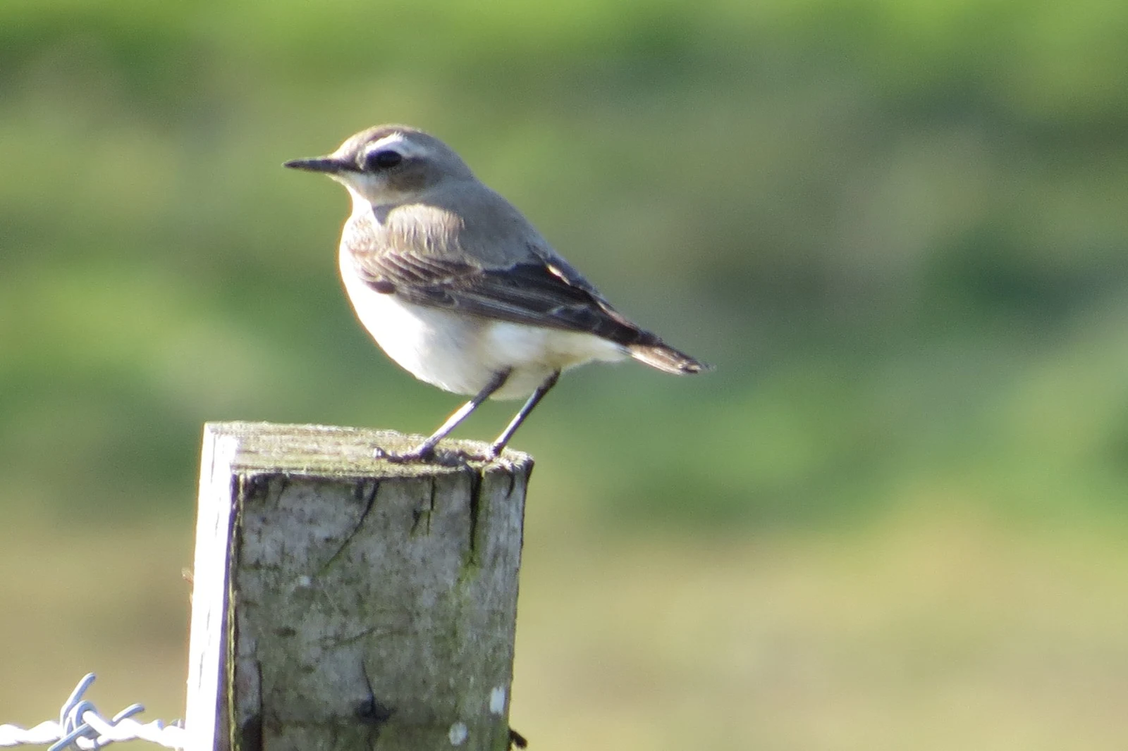 Northern Wheatear, UK — photo by Adam Prugel-Bennett