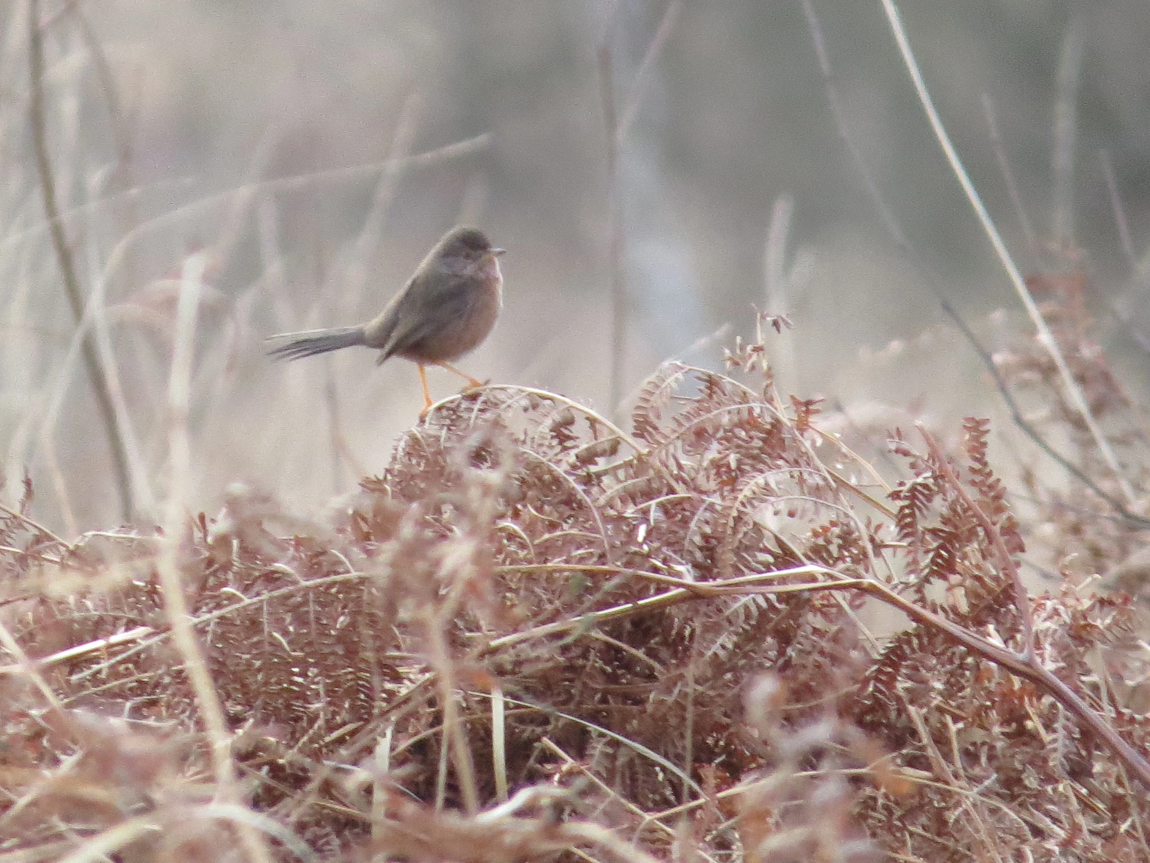 Dartford Warbler, Beaulieu Road Station, New Forest, UK — photo by Adam Prugel-Bennett