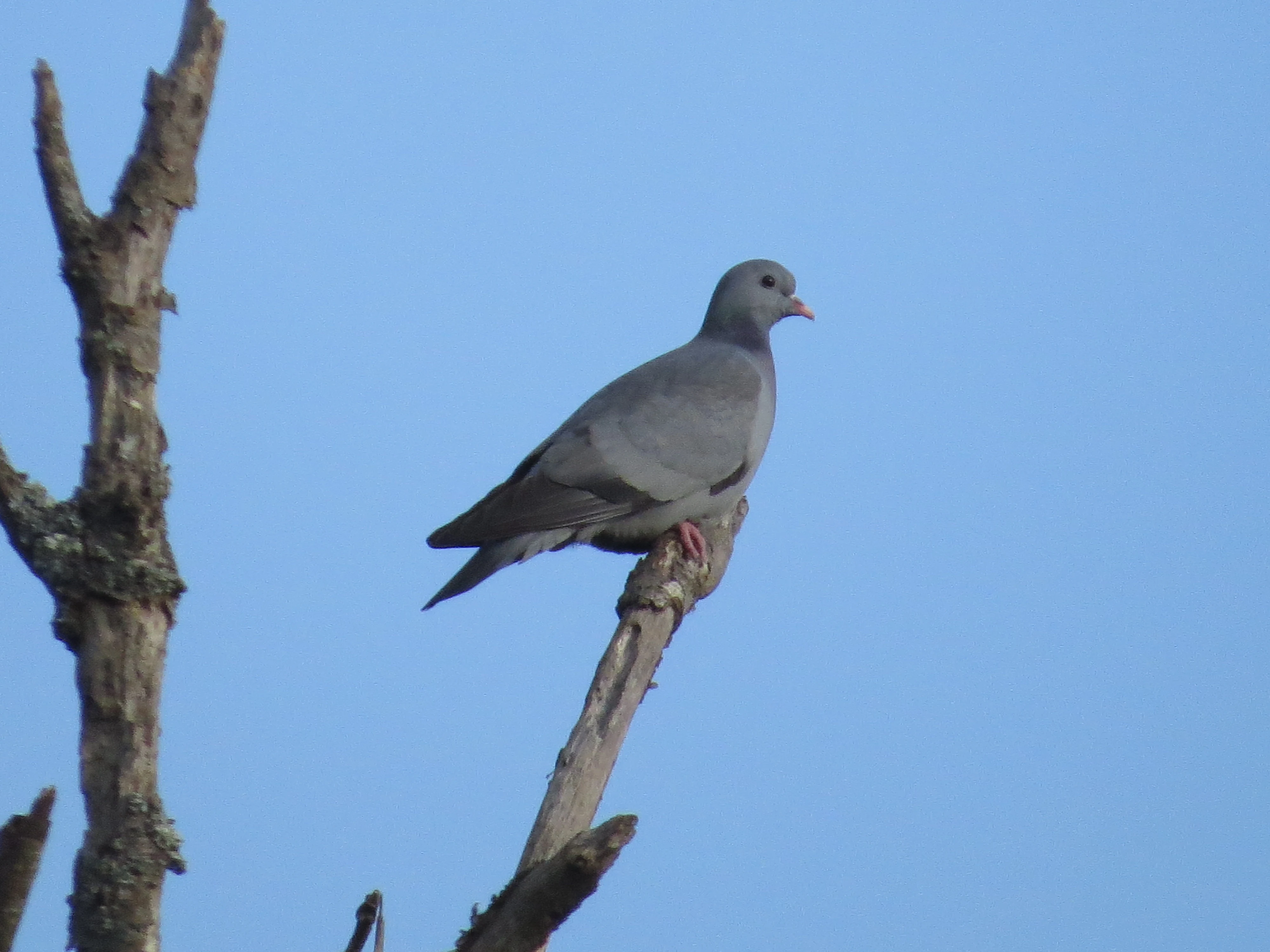 Stock Dove, Beaulieu Road Station, New Forest, UK — photo by Adam Prugel-Bennett