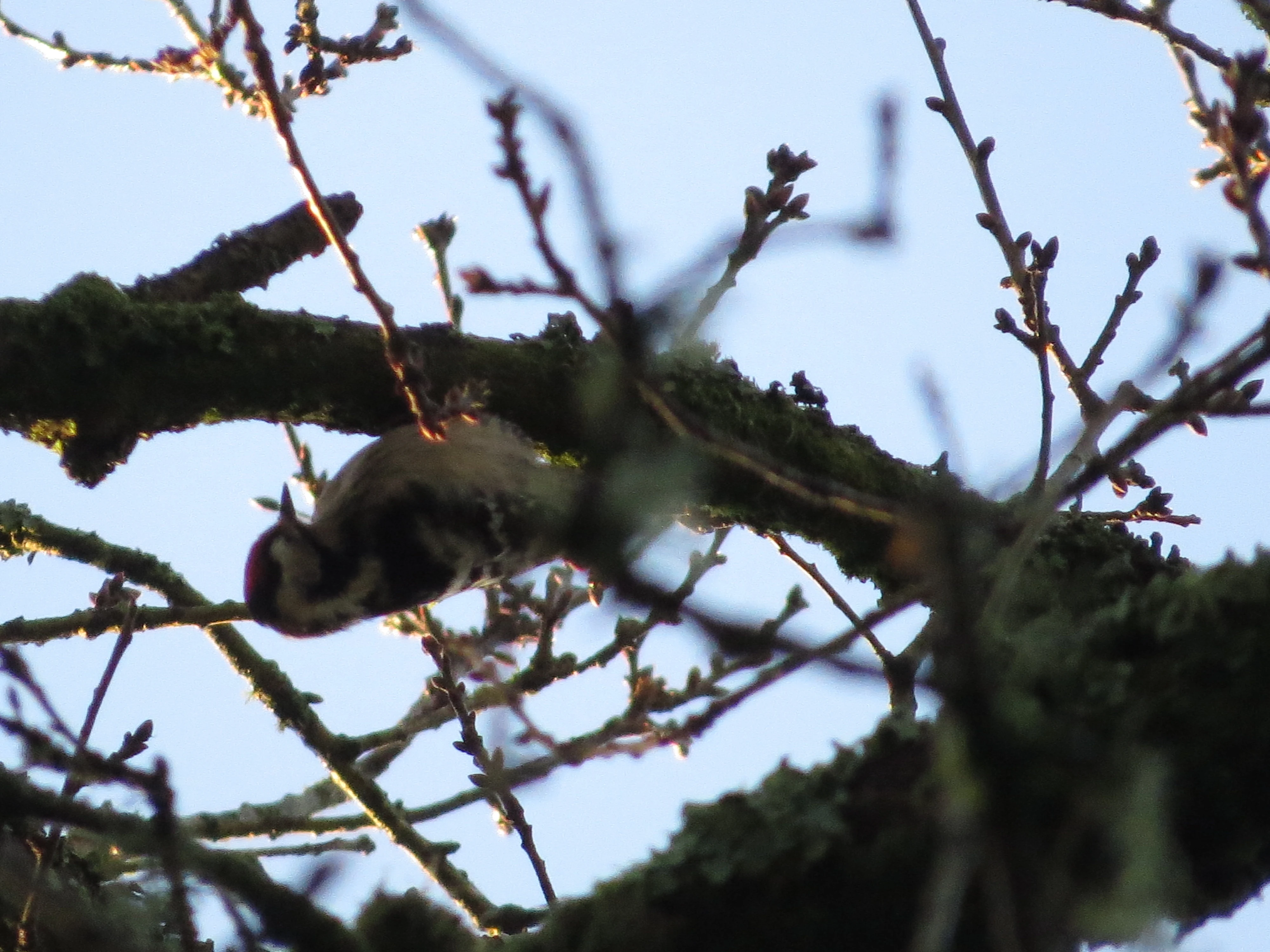 Lesser Spotted Woodpecker, Acres Down, Minstead, New Forest, UK — photo by Adam Prugel-Bennett