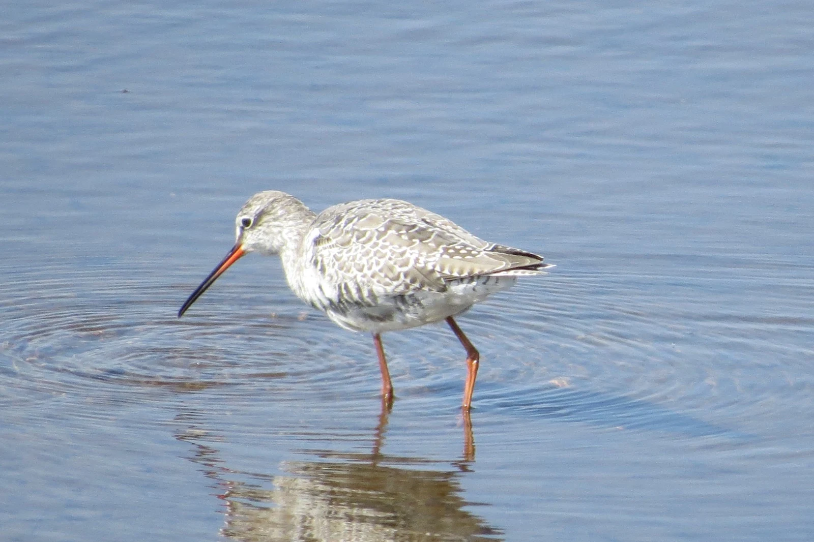 Spotted Redshank, UK — photo by Adam Prugel-Bennett
