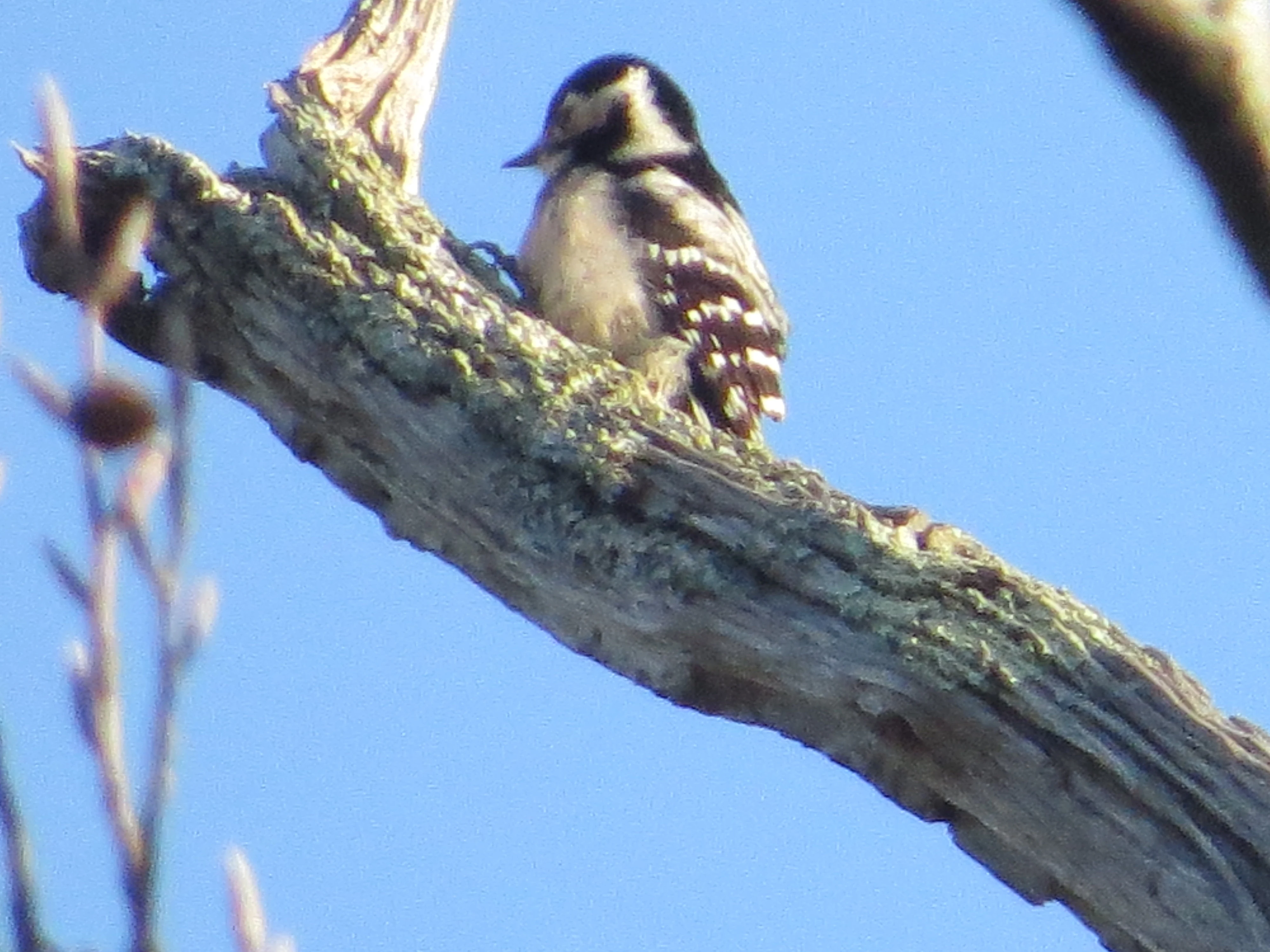 Lesser Spotted Woodpecker, Acres Down, Minstead, New Forest, UK — photo by Adam Prugel-Bennett