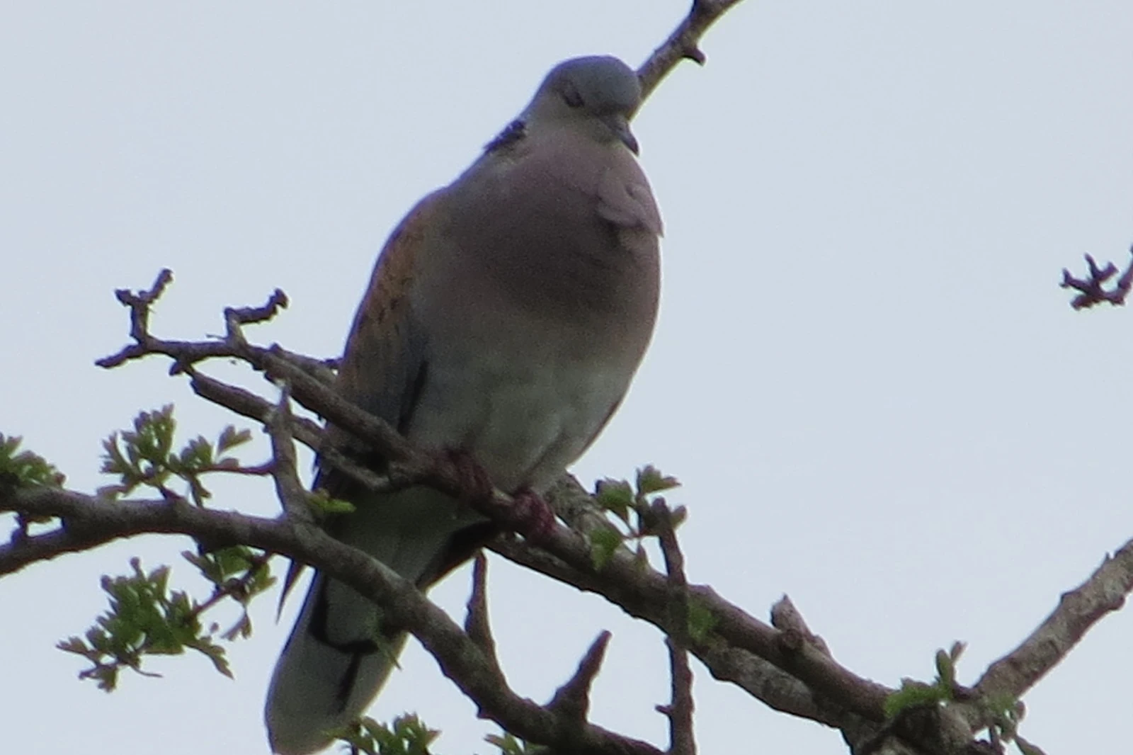 European Turtle Dove, Martin Down, Hampshire, UK — photo by Adam Prugel-Bennett