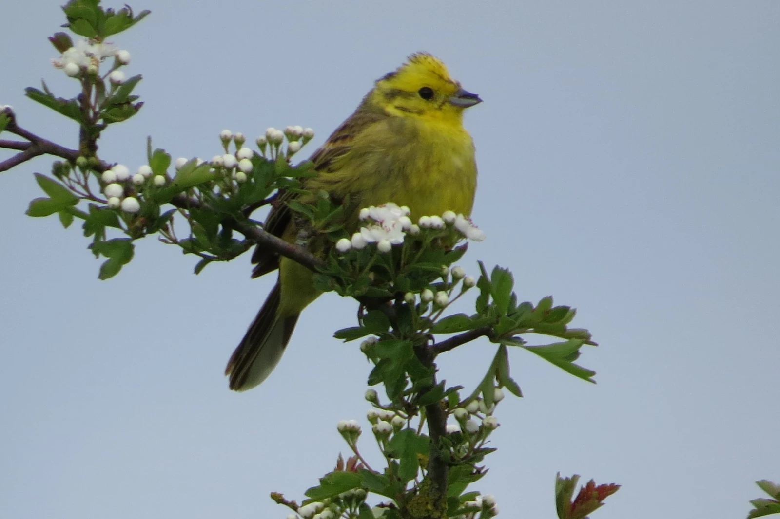 Yellowhammer, Martin Down, Hampshire, UK — photo by Adam Prugel-Bennett