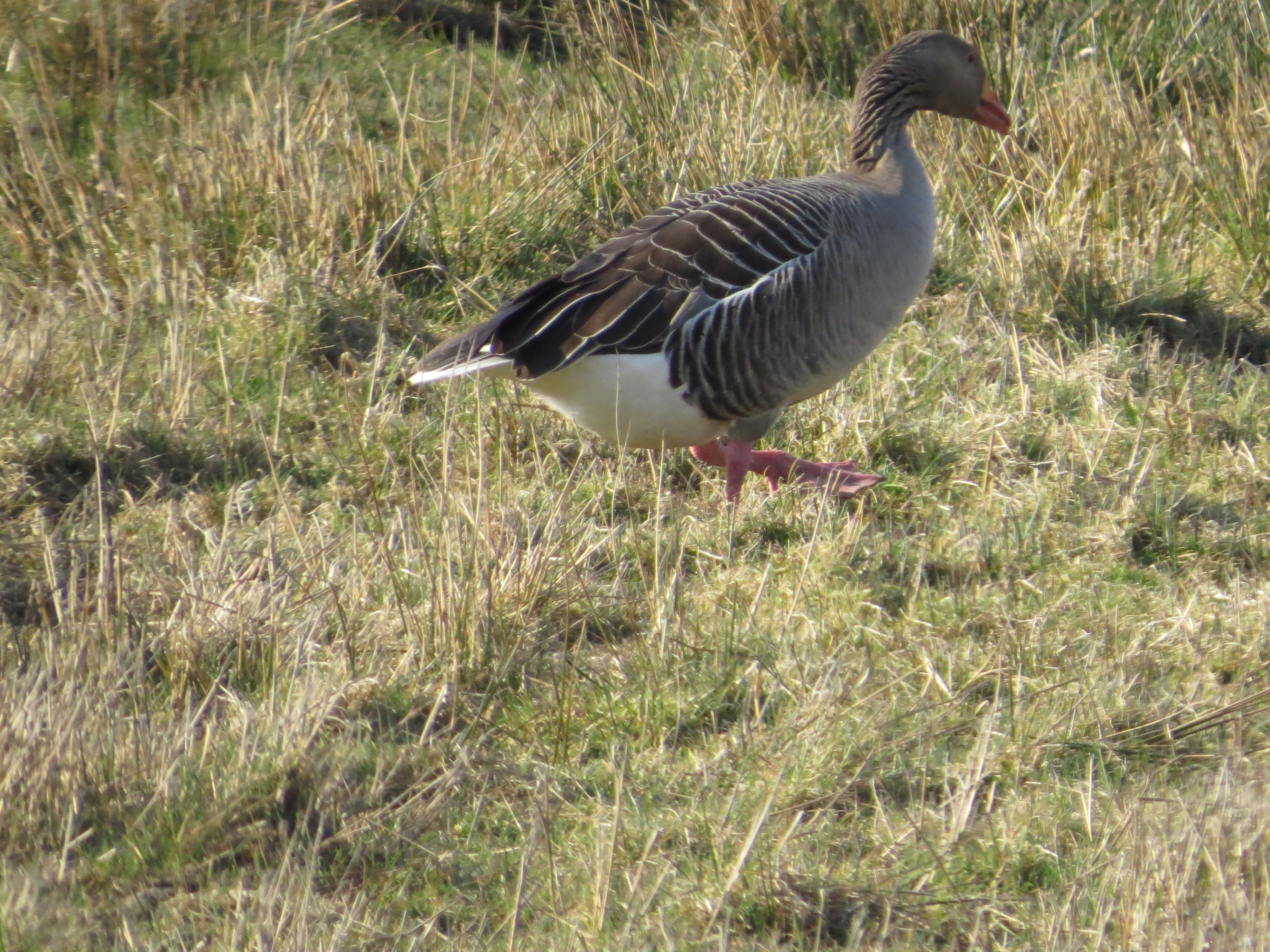 Pink-footed Goose, Speyside, Scotland, UK — photo by Adam Prugel-Bennett