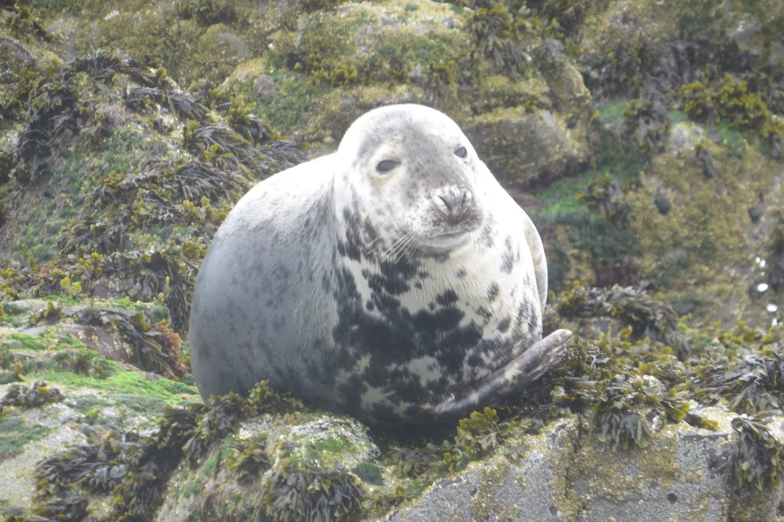 Grey Seal, UK — photo by Adam Prugel-Bennett